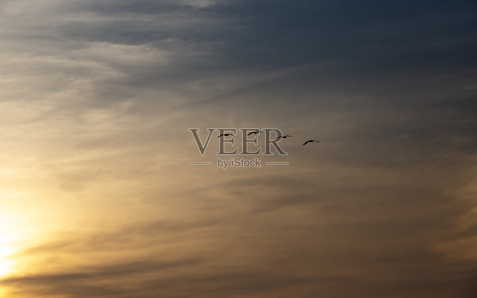 四只海鸥在钓了一天鱼后回到巢中照片摄影图片