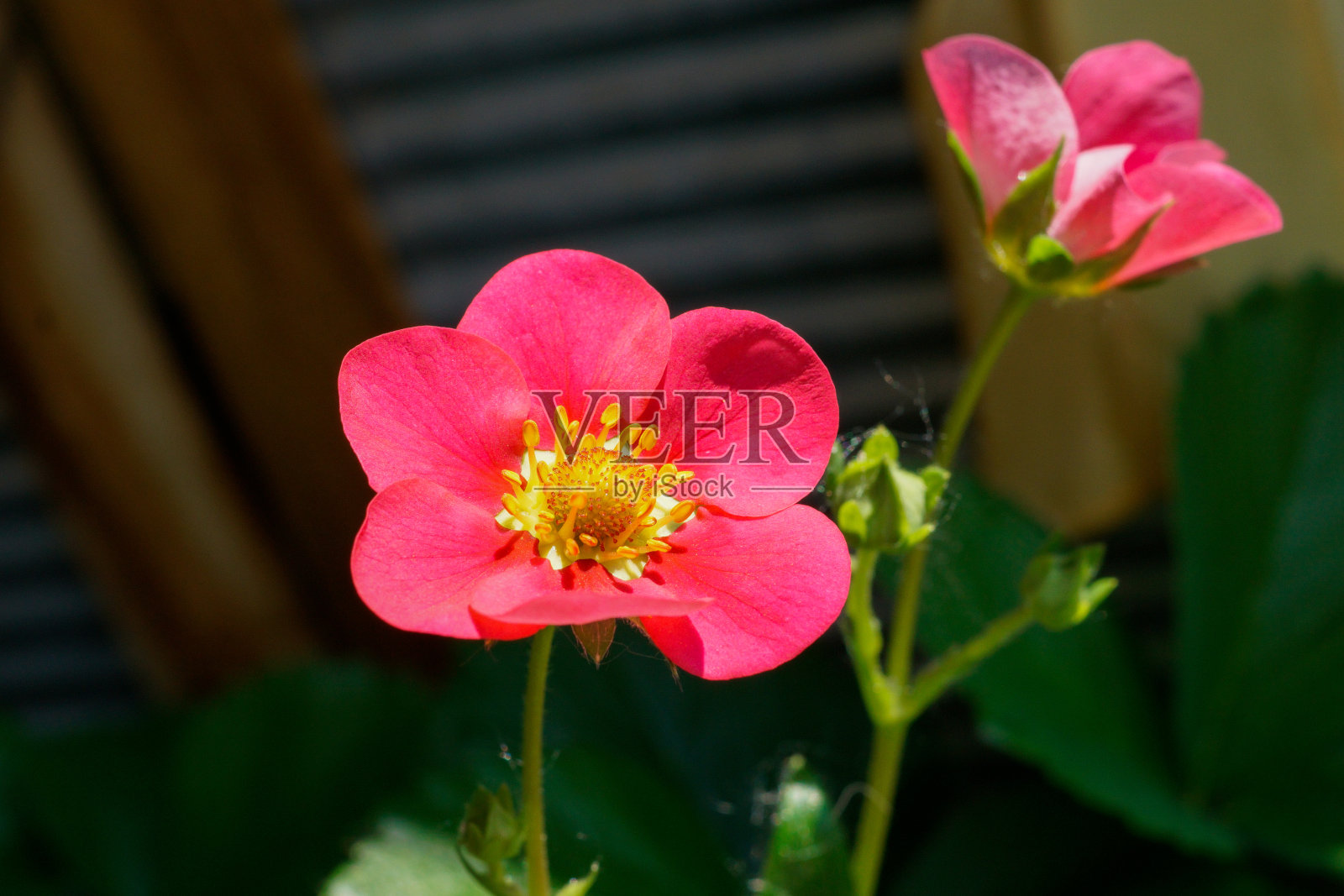 盛开的草莓植物照片摄影图片