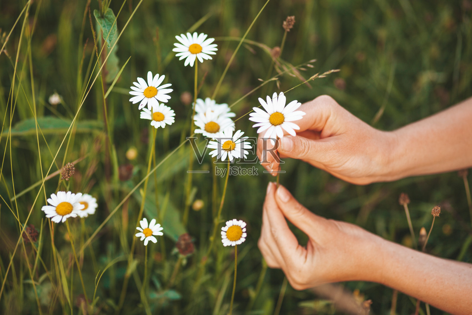 在草地上采摘草药。手摘洋甘菊花照片摄影图片