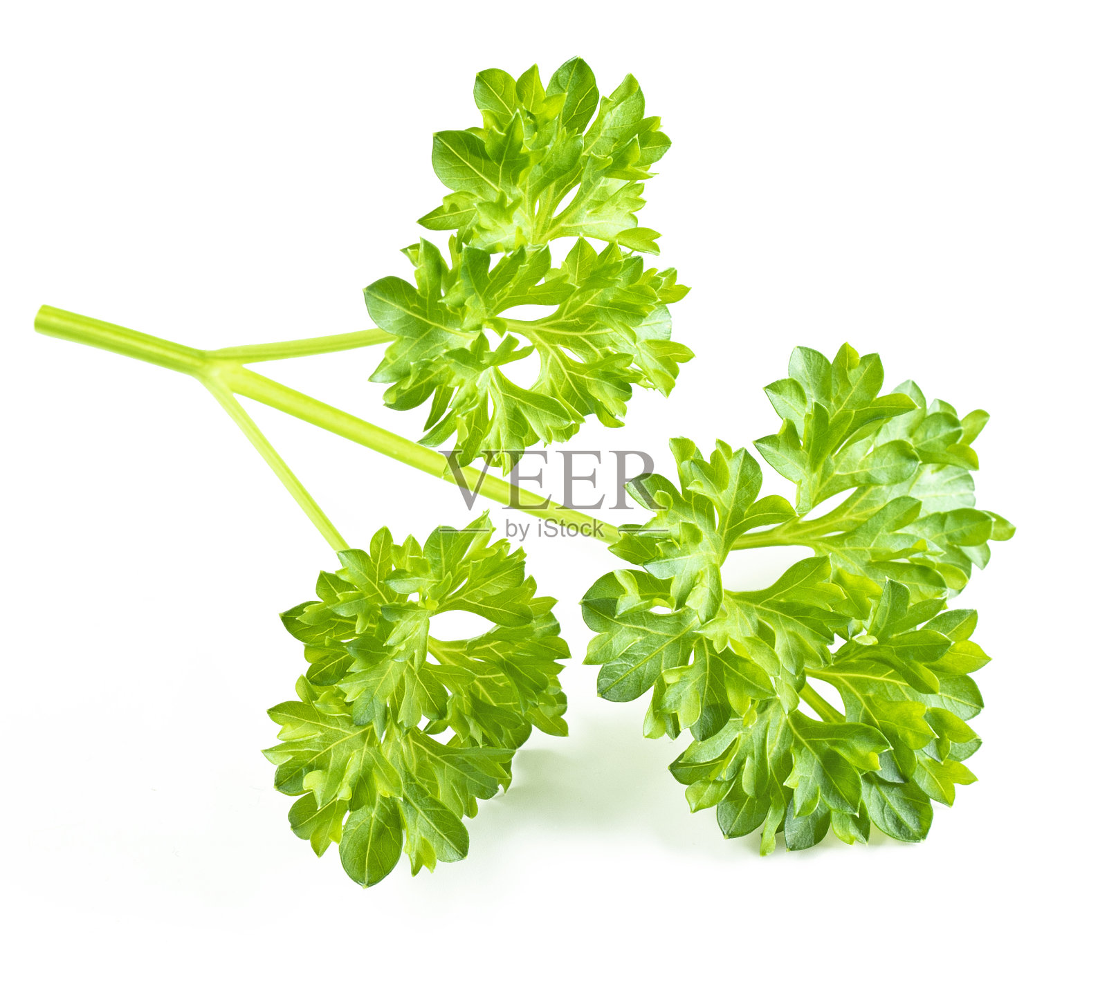 孤立在白色背景上的欧芹草本植物照片摄影图片