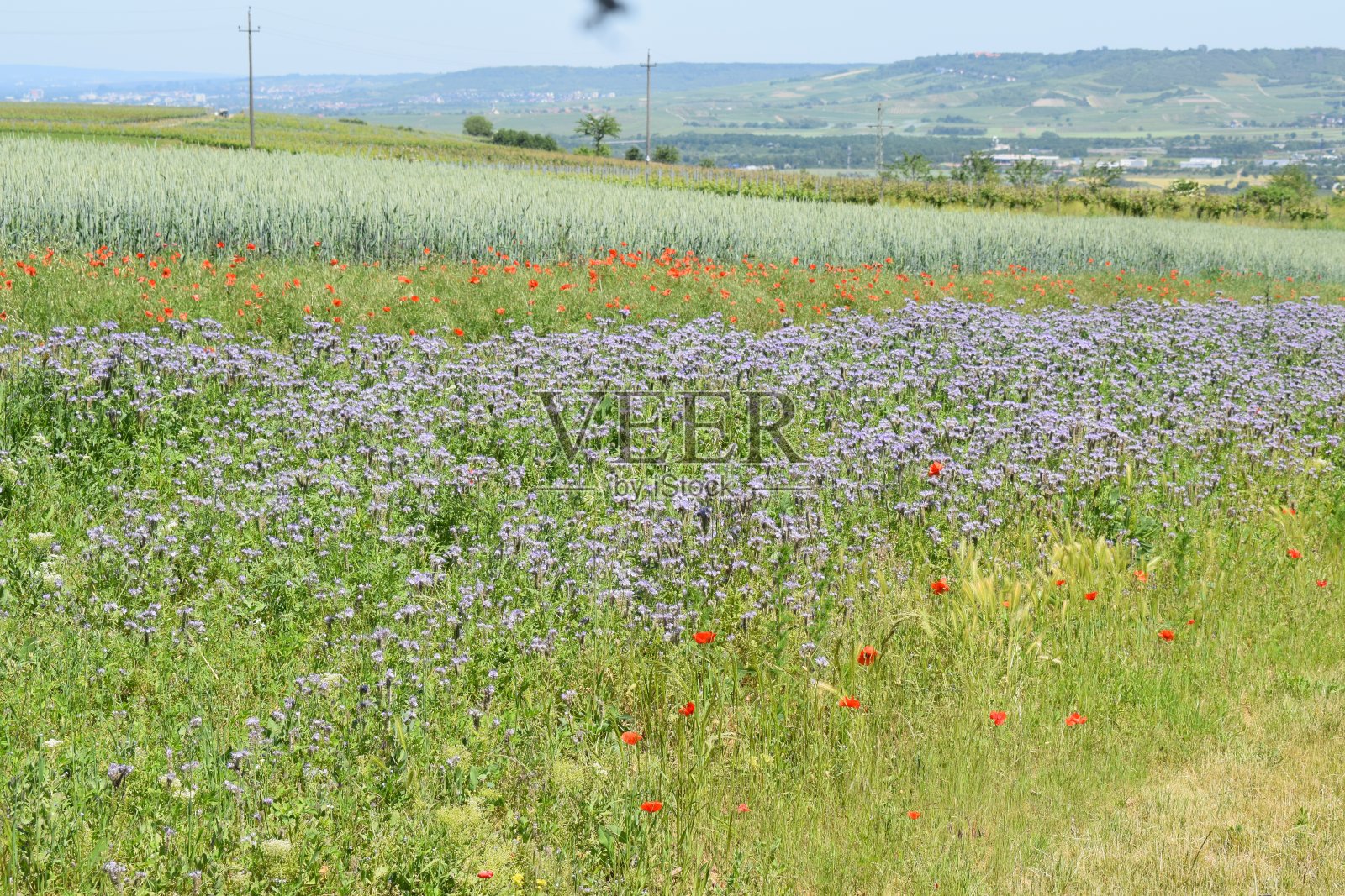 紫色和红色的花在两个葡萄园之间照片摄影图片