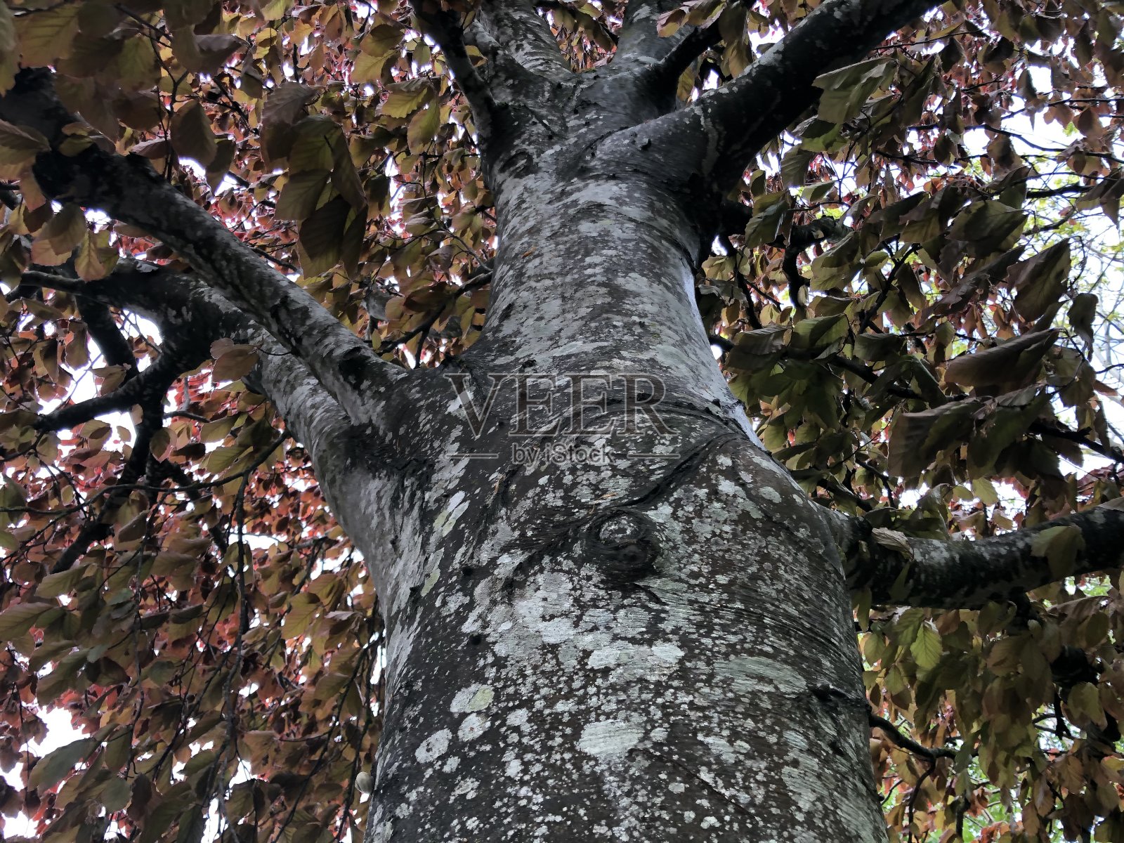 铜山毛榉树冠照片摄影图片