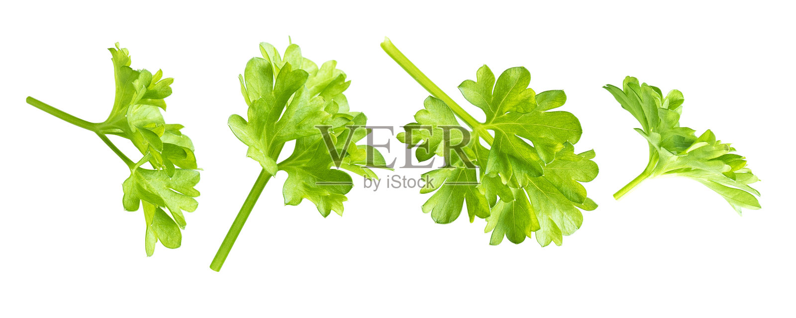 孤立在白色上的欧芹照片摄影图片
