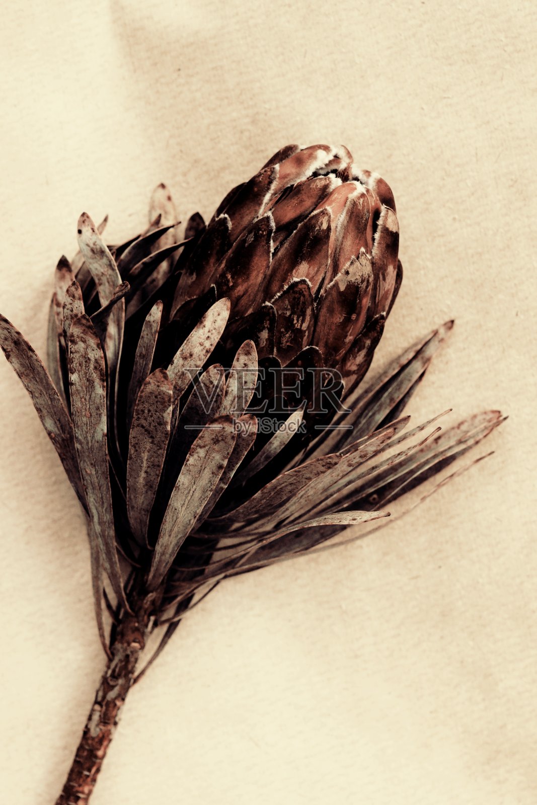 干燥的异国情调的花Protea米色背景近处俯视图。古董toned.poster。最小的花卡。照片摄影图片