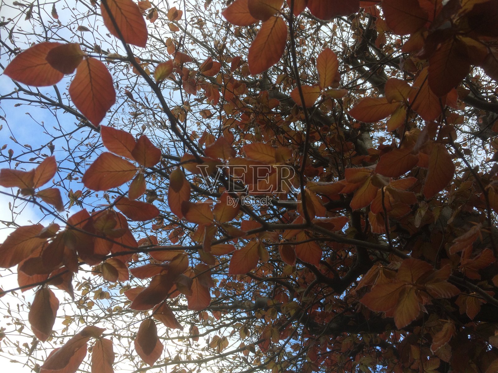 铜山毛榉树叶照片摄影图片