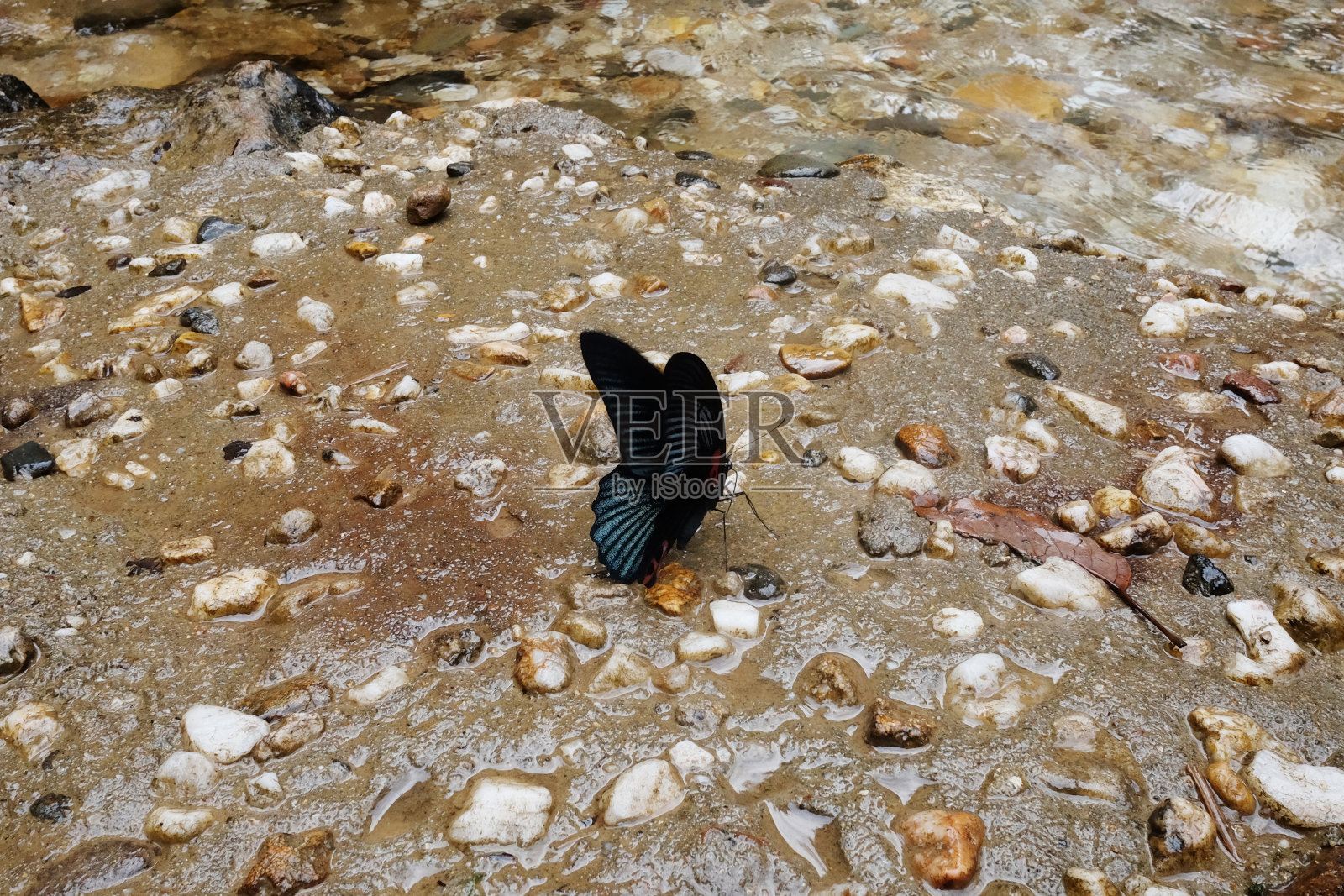 黑蝴蝶皇冠在泰国的森林溪流上吃着地上的盐土和石头。照片摄影图片