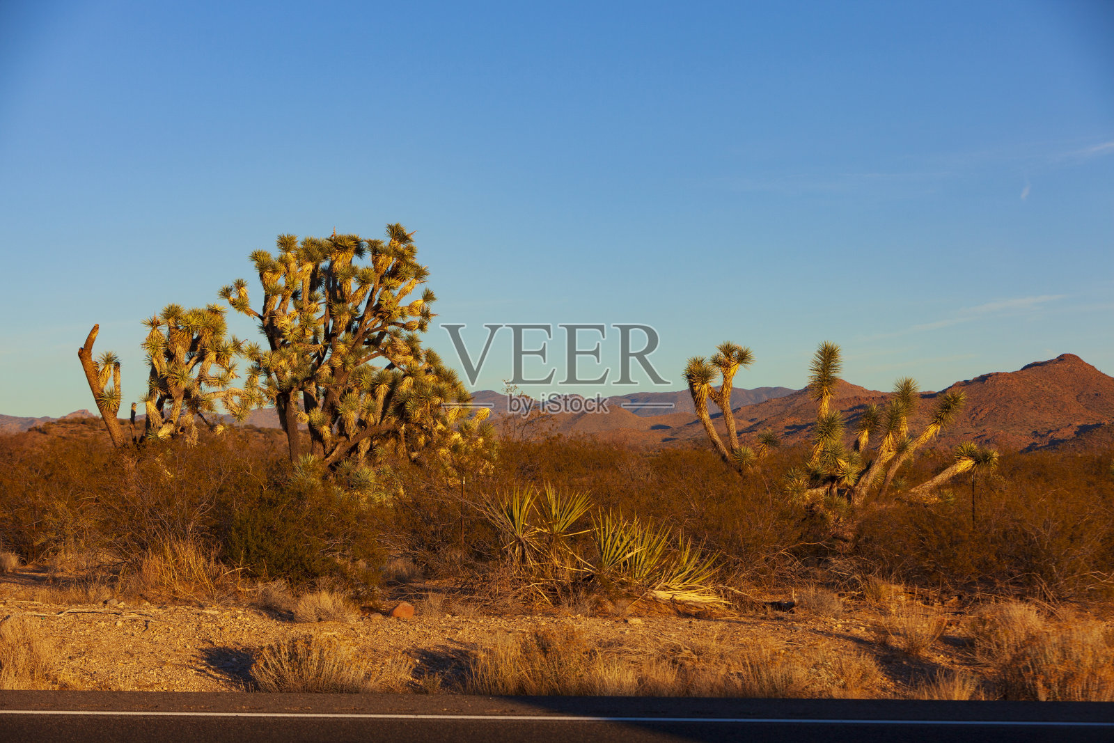 约书亚树沿着美国亚利桑那州93号高速公路，照亮了沙漠日落与清澈的蓝色天空。照片摄影图片