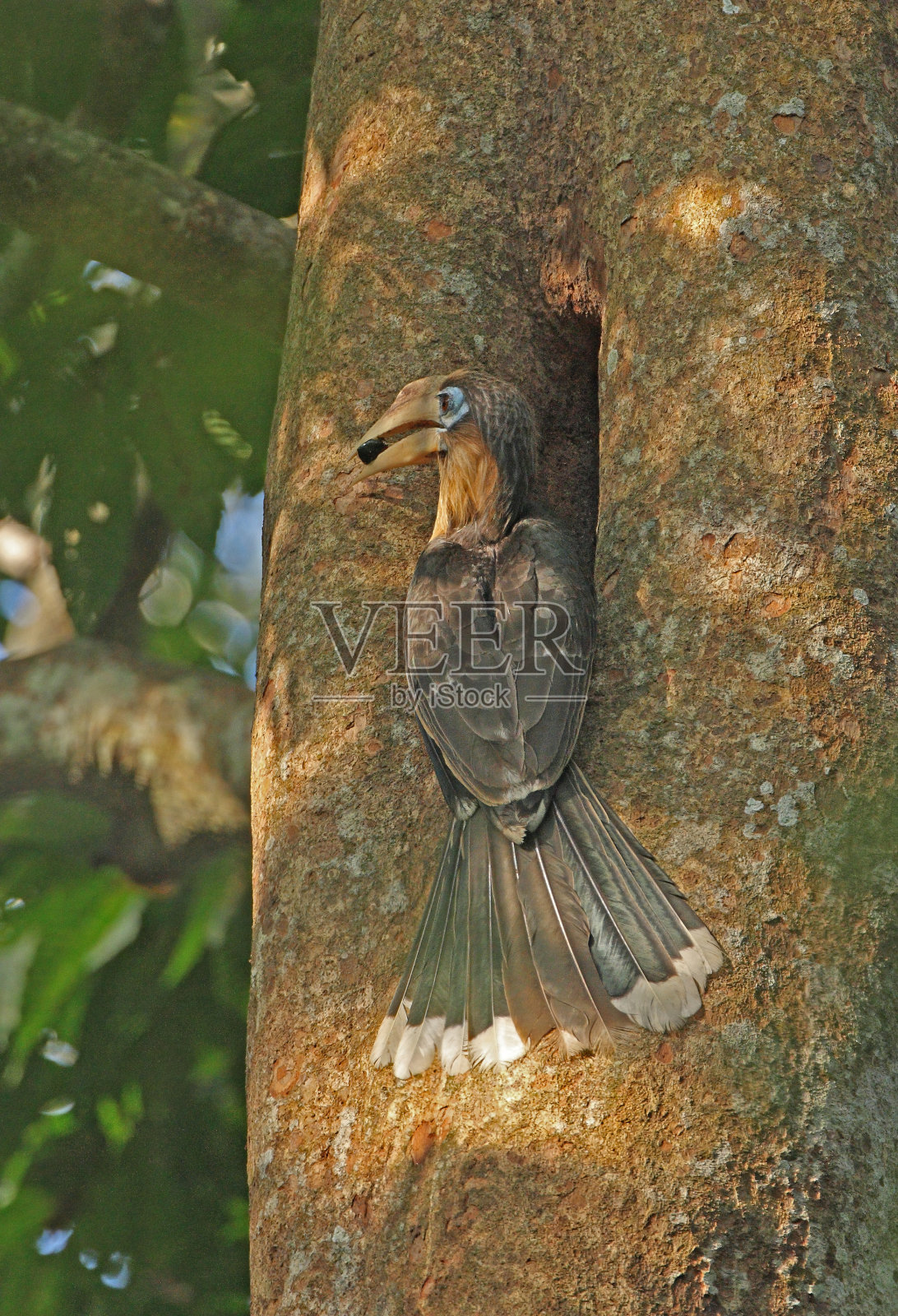 蒂克尔的布朗犀鸟照片摄影图片