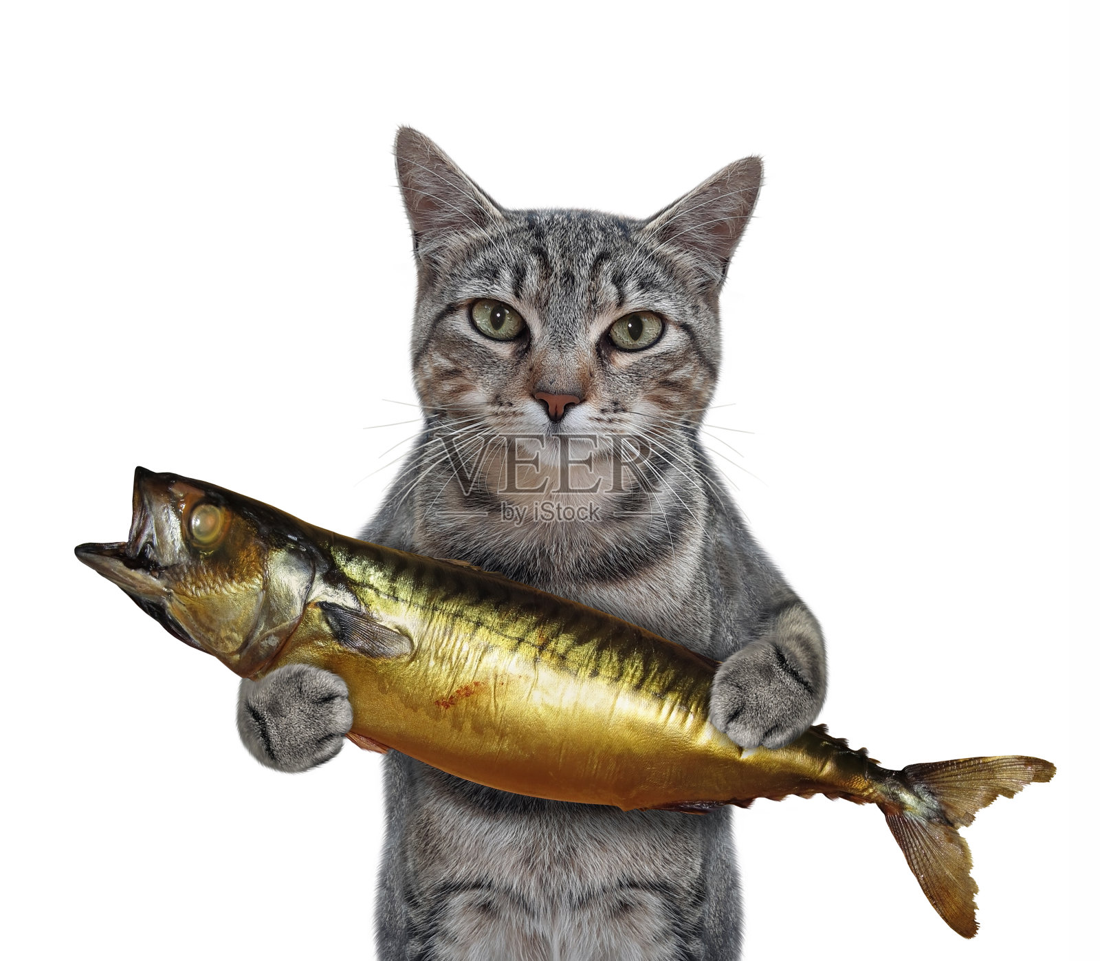 猫灰抱着烟熏鲭鱼照片摄影图片