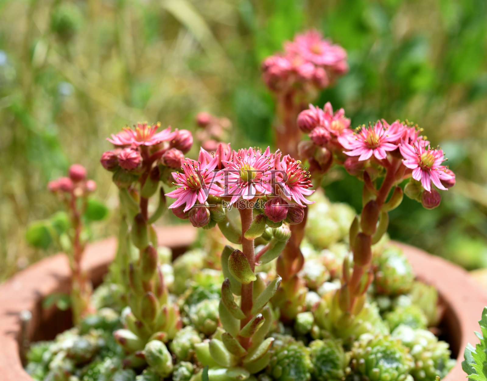 粉红色开花植物特写镜头照片摄影图片