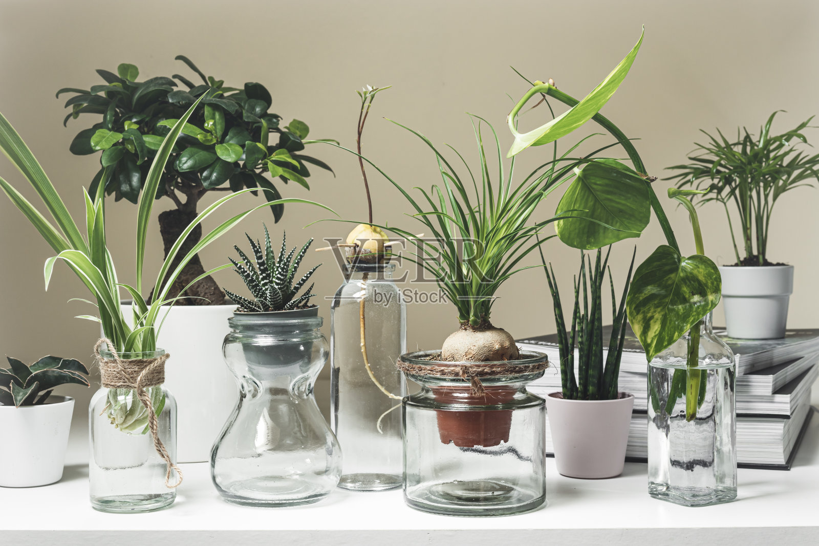 多种室内植物照片摄影图片