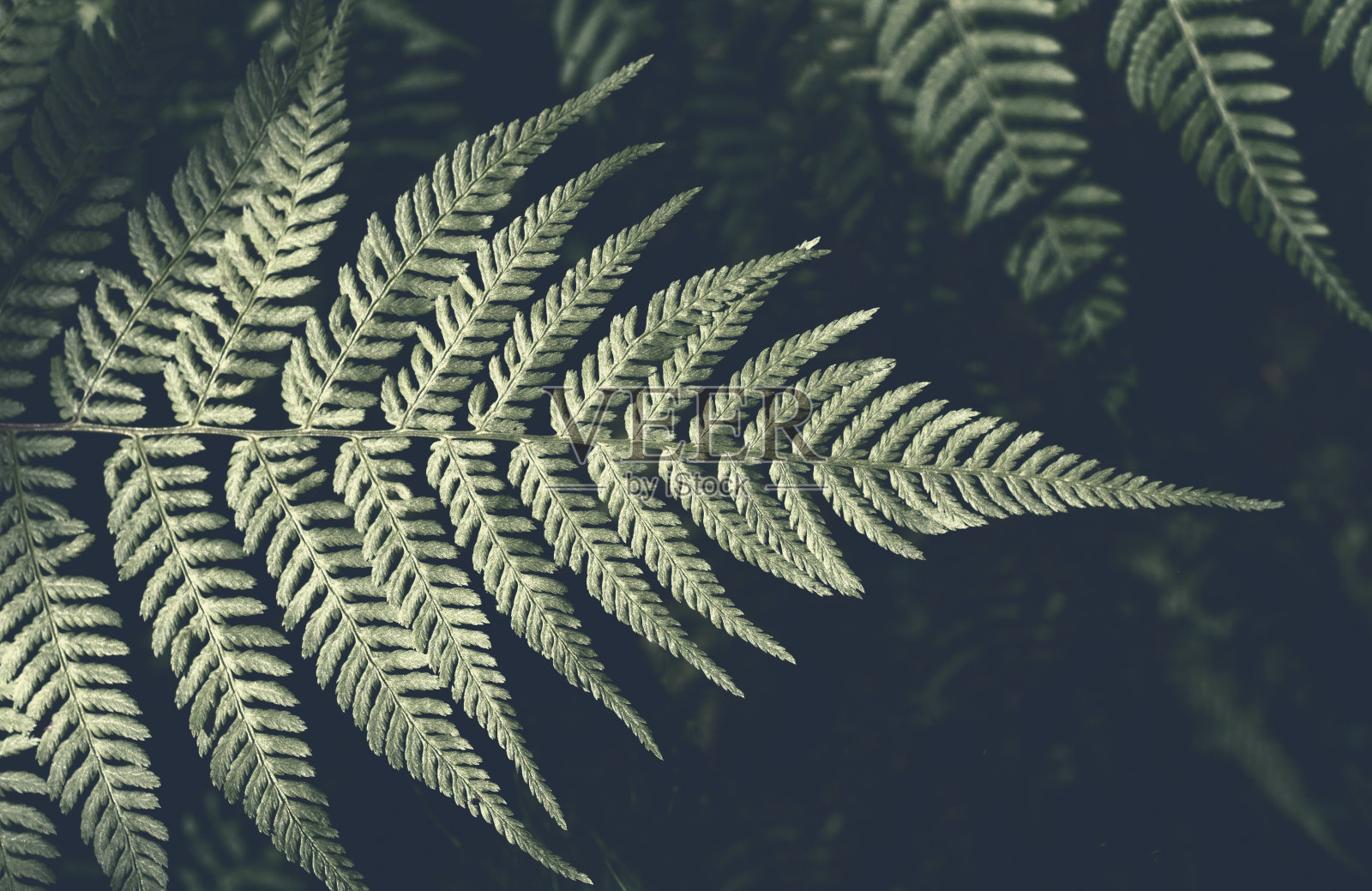 森林中黑色背景上的蕨类叶子。美丽的绿色背景。黑暗和忧郁的感觉。前视图。副本的空间。照片摄影图片