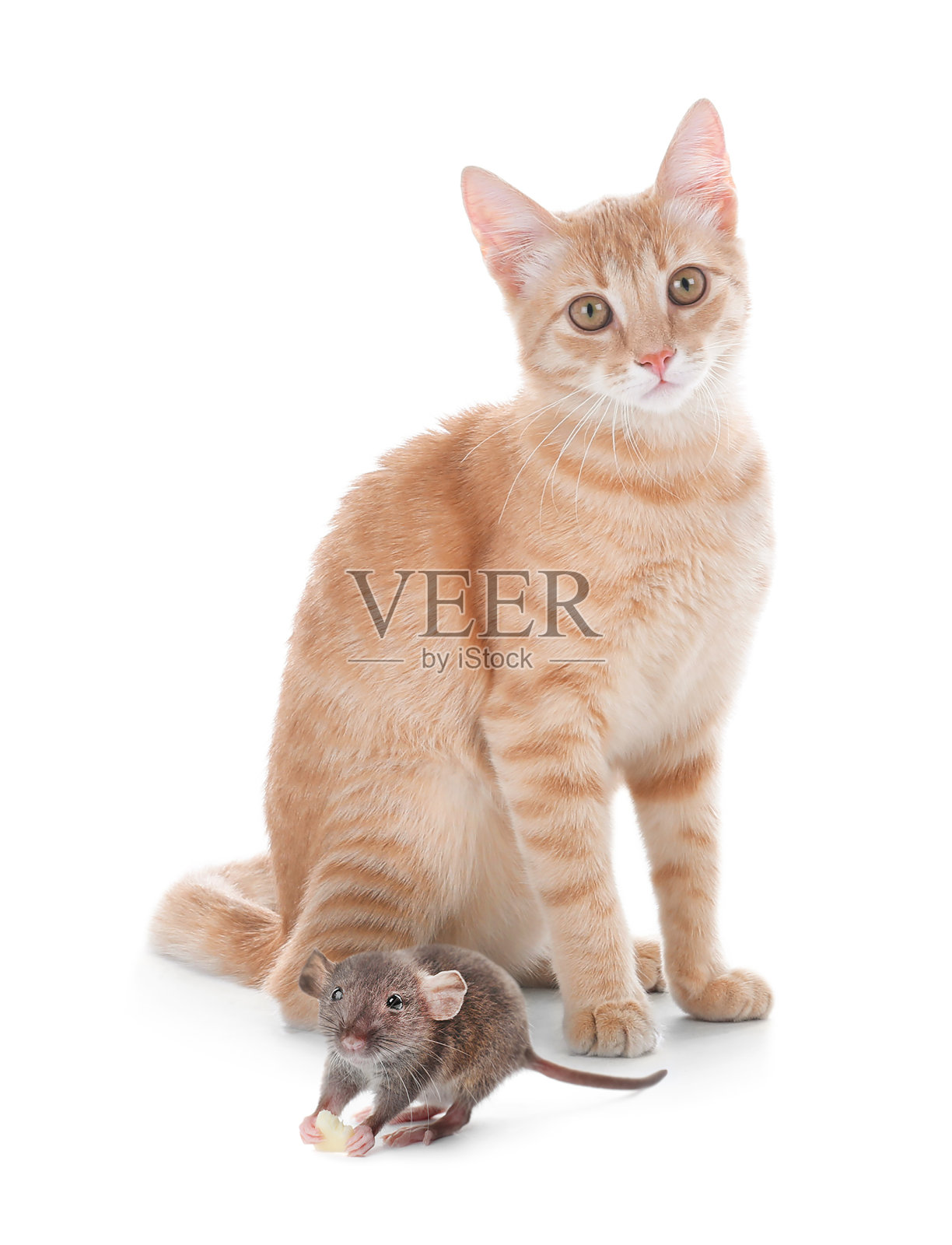 可爱的黄色虎斑猫和老鼠在白色的背景。可爱的宠物照片摄影图片