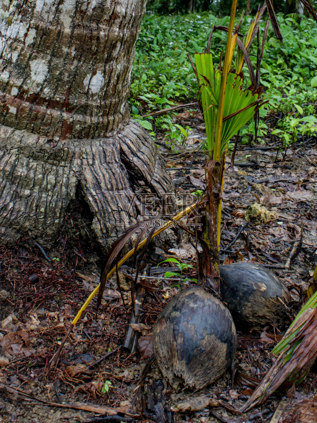 椰子的种子照片摄影图片