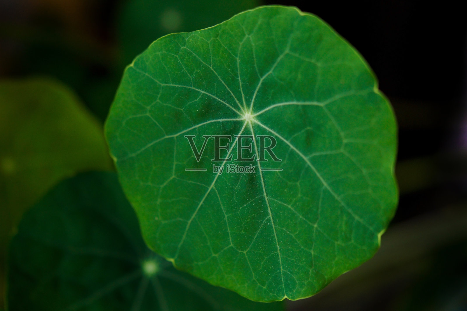 一片绿油油的水芹叶照片摄影图片