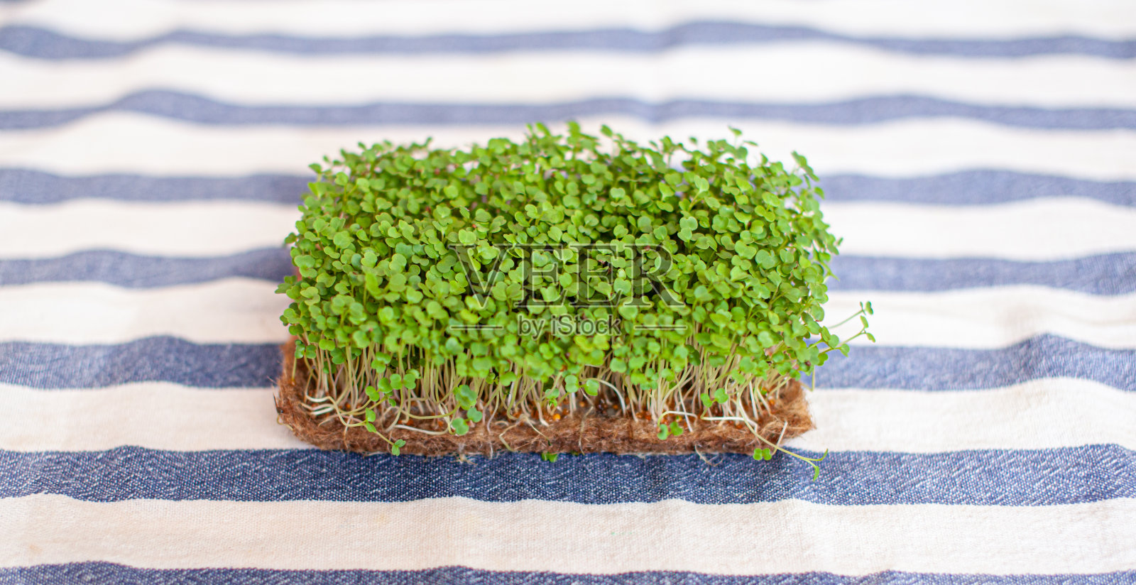 芥末、芝麻菜和其他植物的微型绿色植物的特写。照片摄影图片