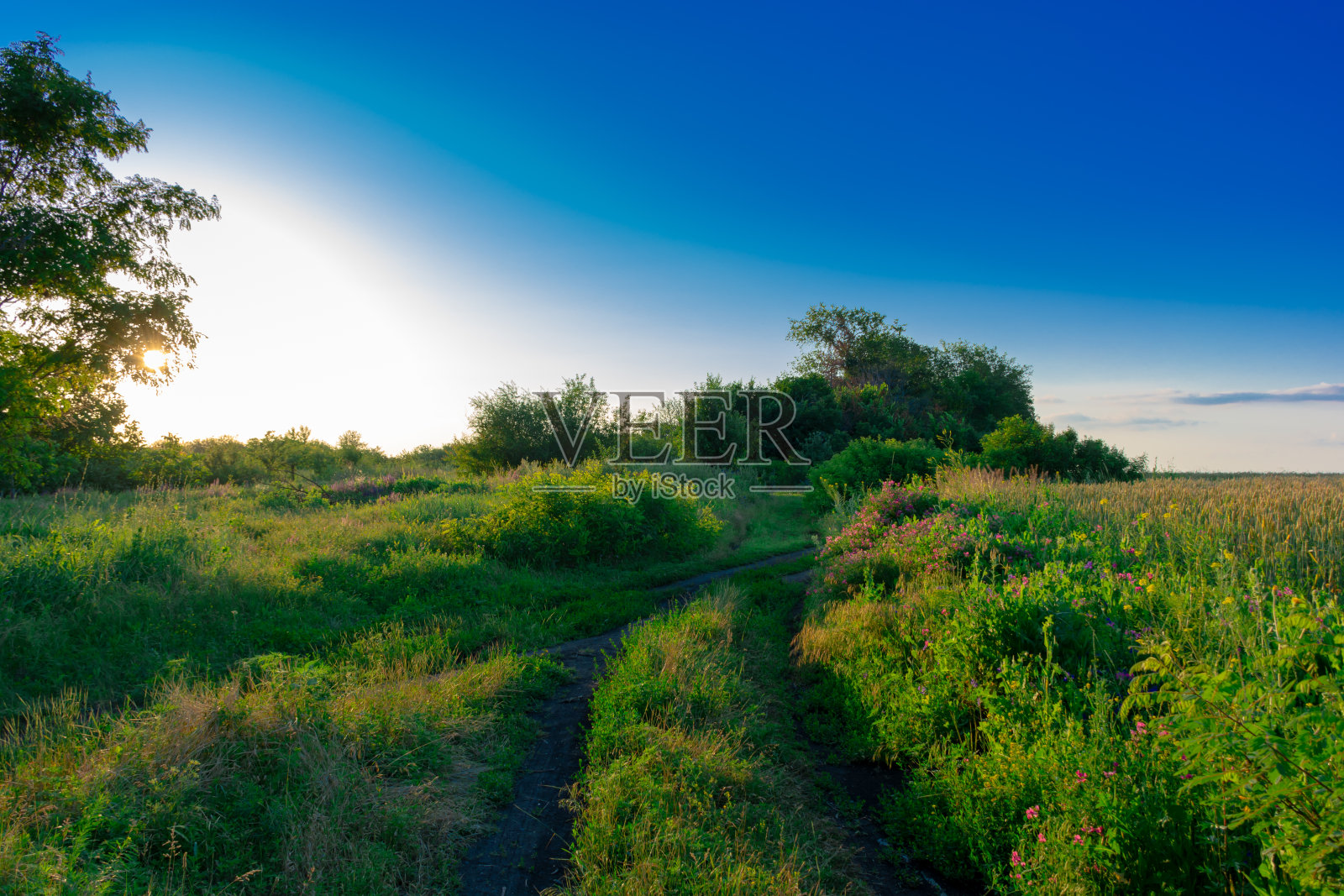美丽的夏季景观，美丽的湖景，被草地和绿色的森林包围。湛蓝的天空覆盖着平原，自然，背景照片摄影图片