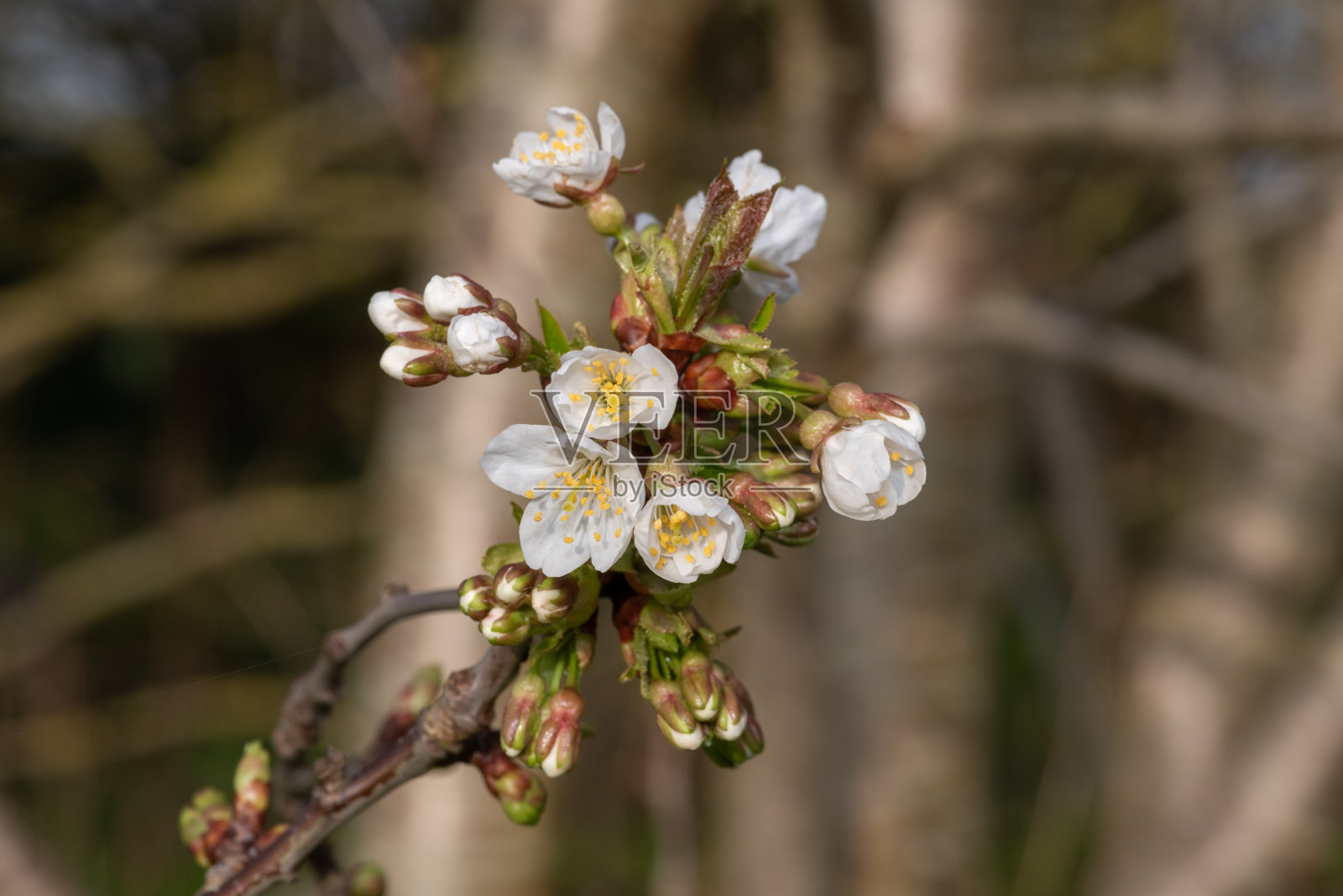 白色的樱花照片摄影图片