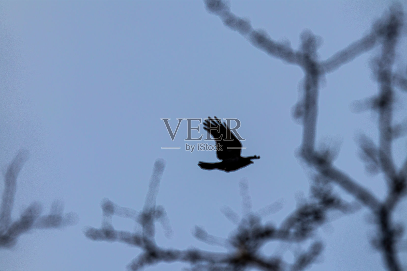 鹰在天空照片摄影图片