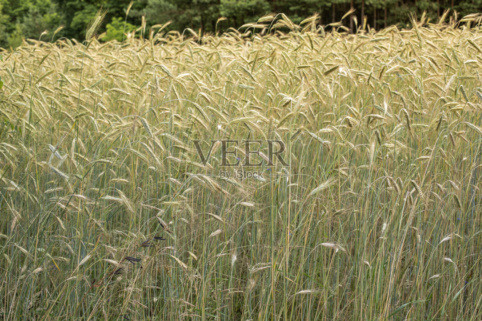 一片成熟的黑麦田。照片摄影图片