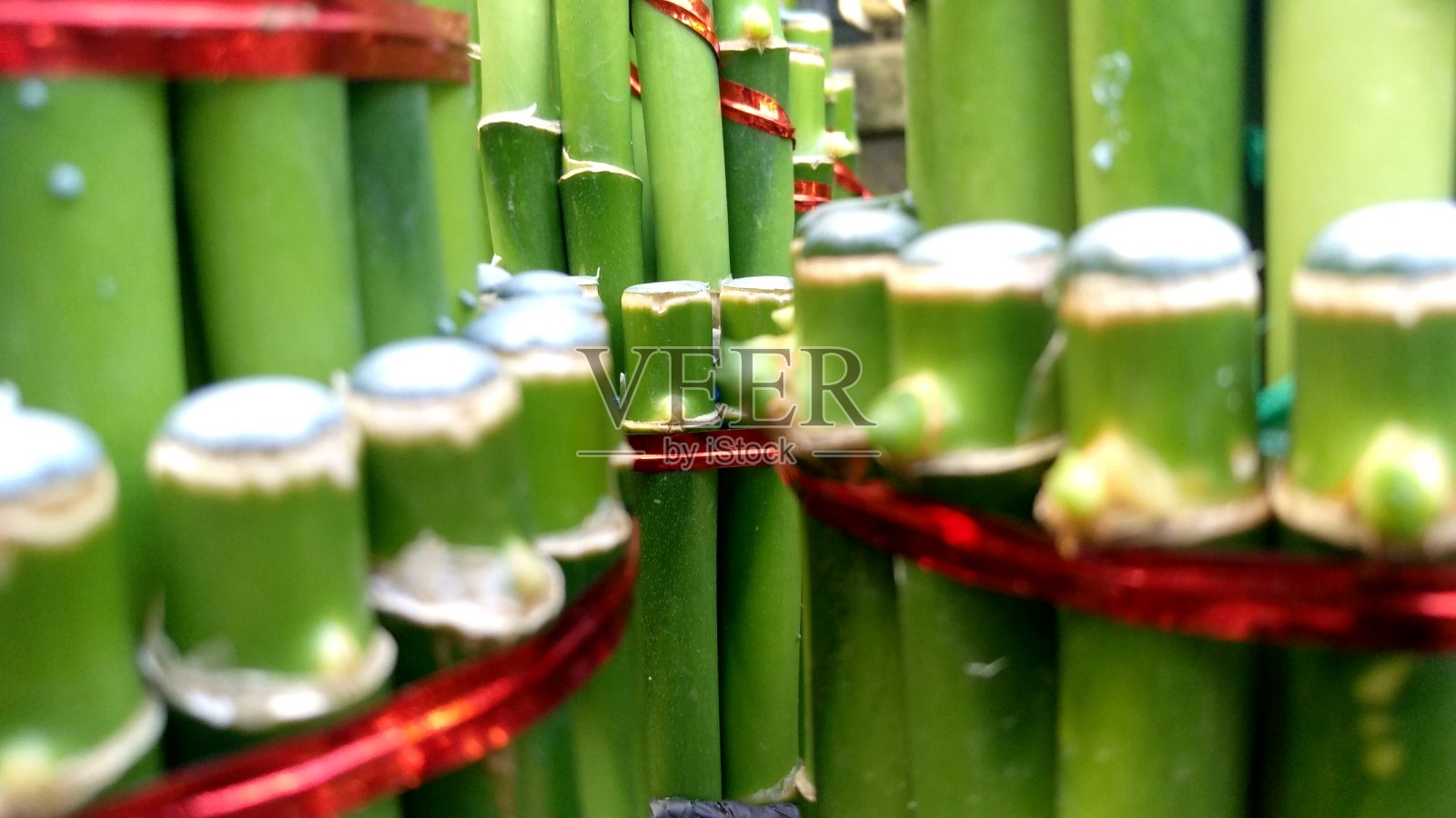 龙的特写照片在美丽的绿色照片摄影图片