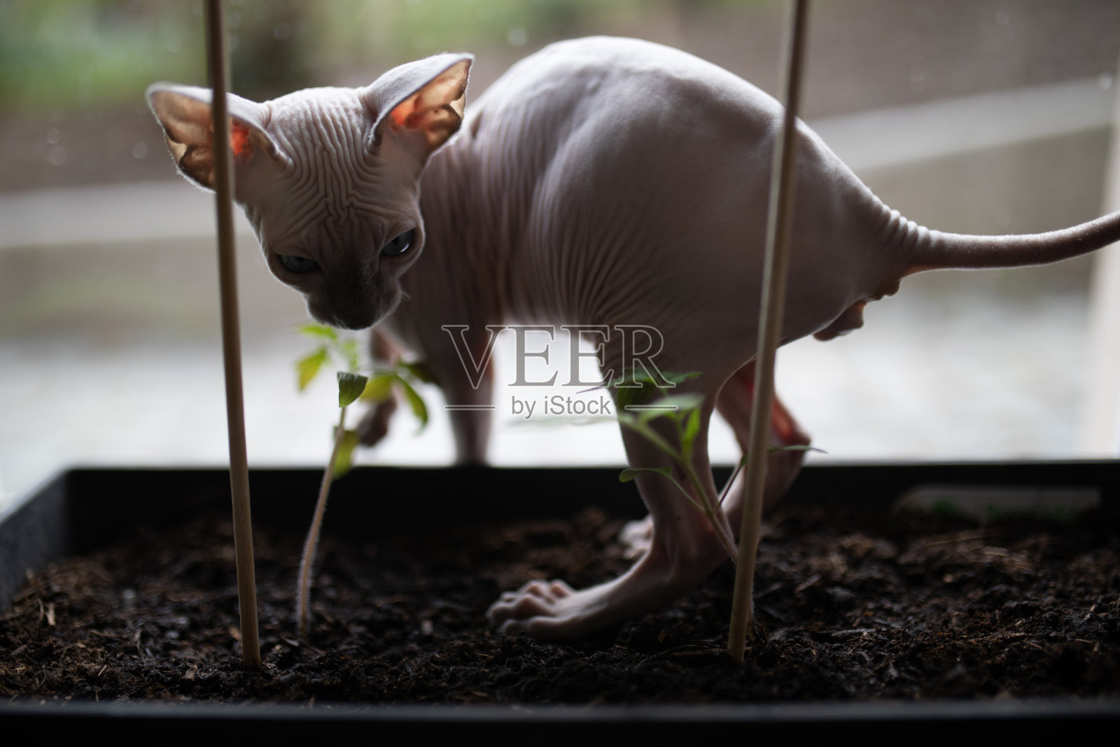 一只猫走在装有番茄植物的盒子里照片摄影图片