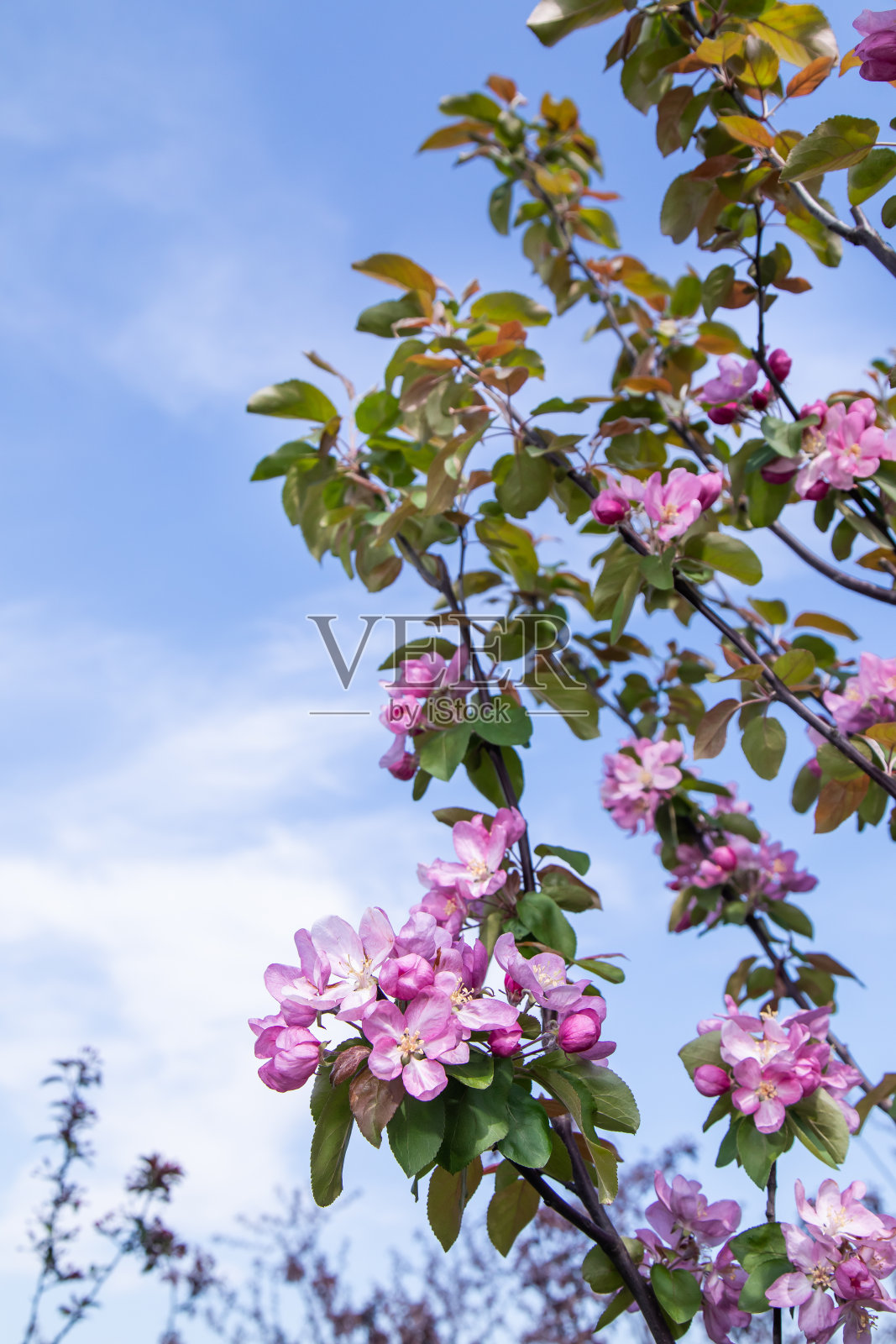 花园里一棵开着粉红色大花的苹果树的树枝照片摄影图片
