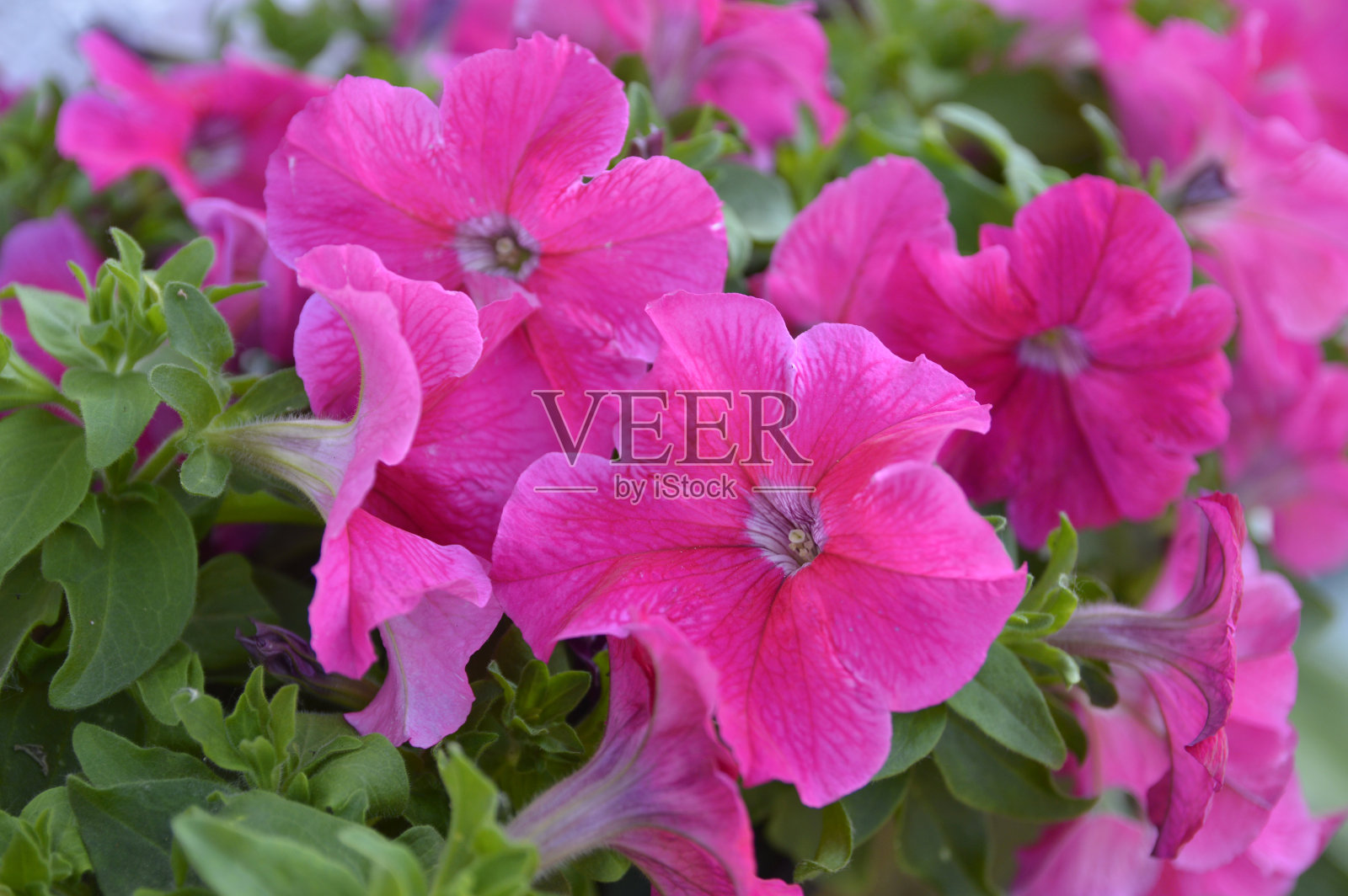 粉红色的牵牛花正在盛开照片摄影图片