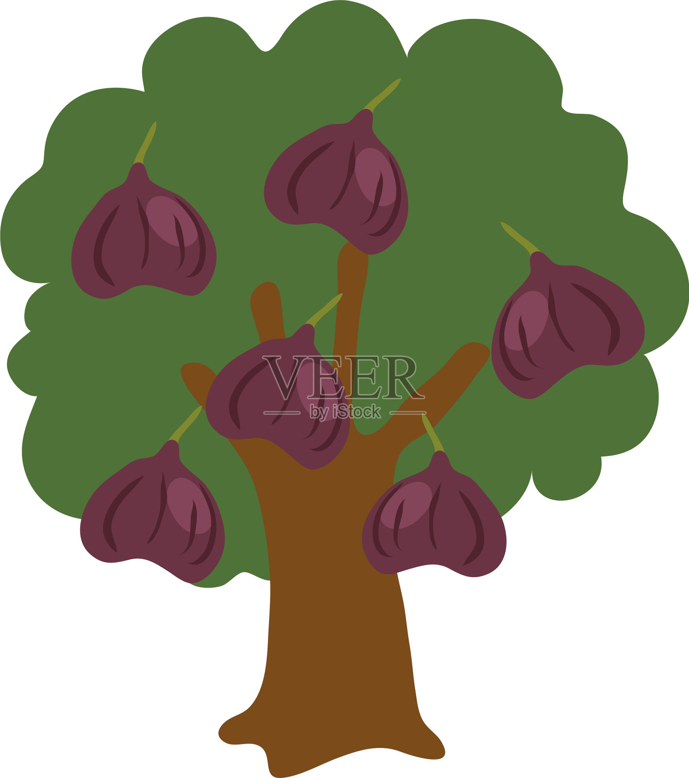 无花果果树插画图片素材
