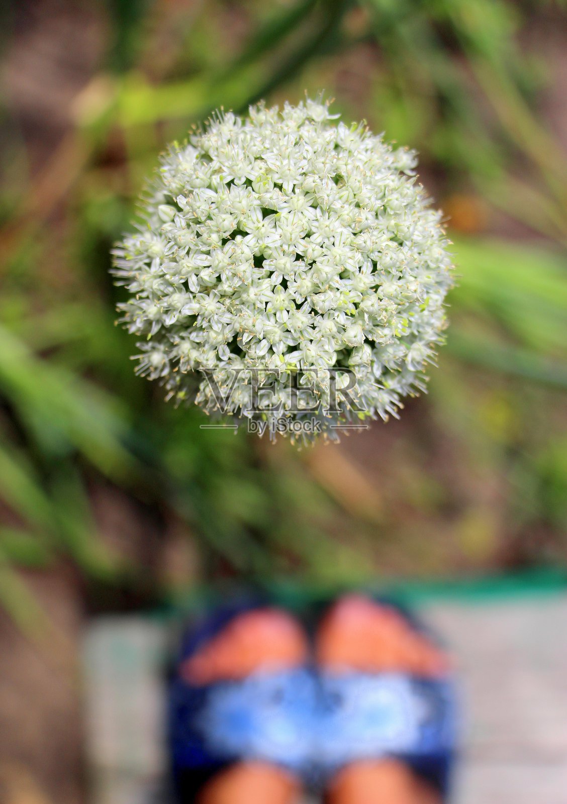 开花的洋葱。腿上的小花聚集成一个大球。伞状花序的植物。夏天在村里的菜园里。照片摄影图片
