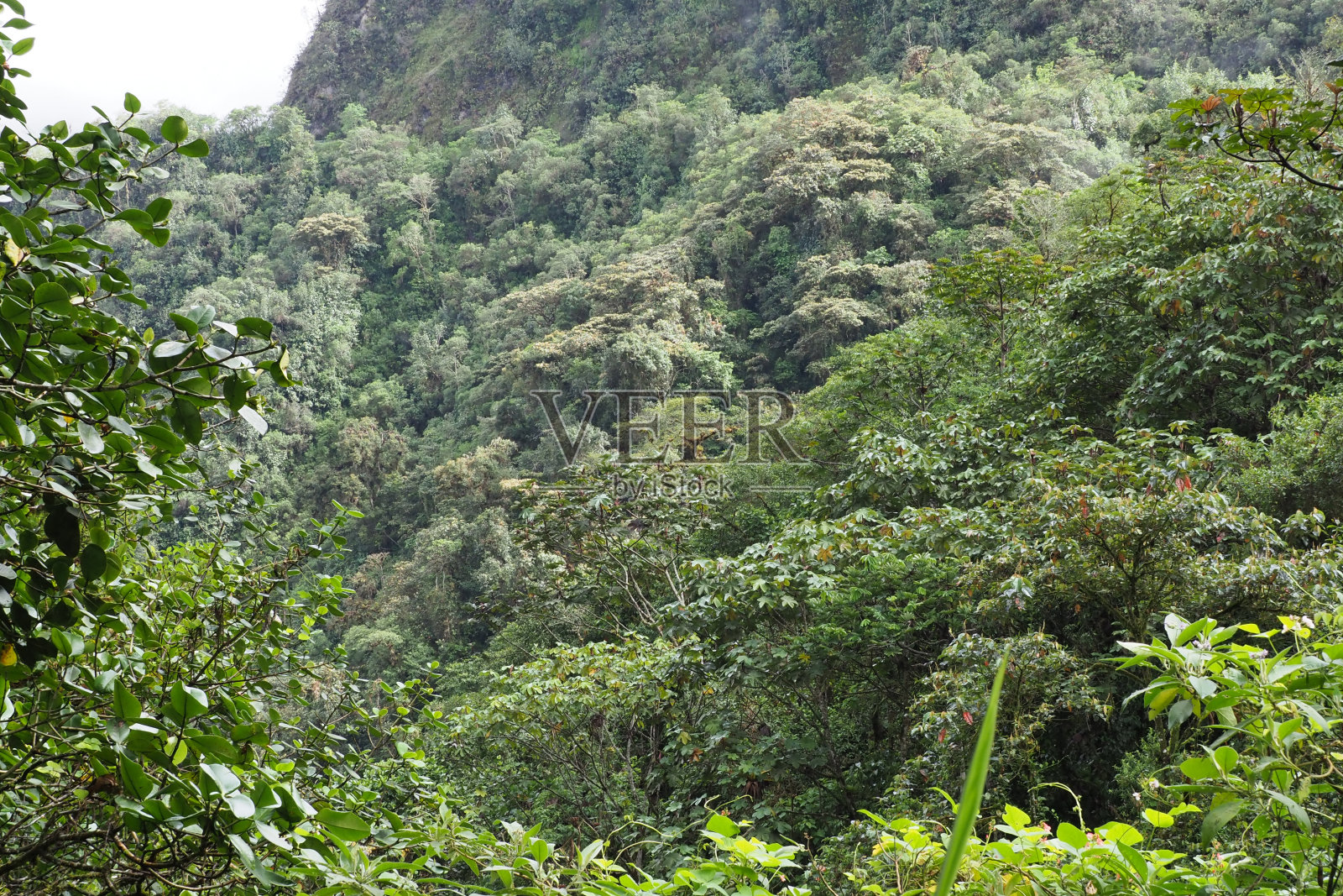 厄瓜多尔明多云雾森林照片摄影图片