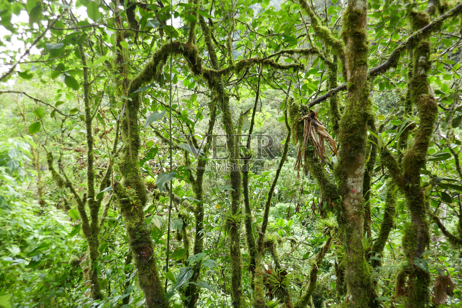 厄瓜多尔明多云雾森林照片摄影图片