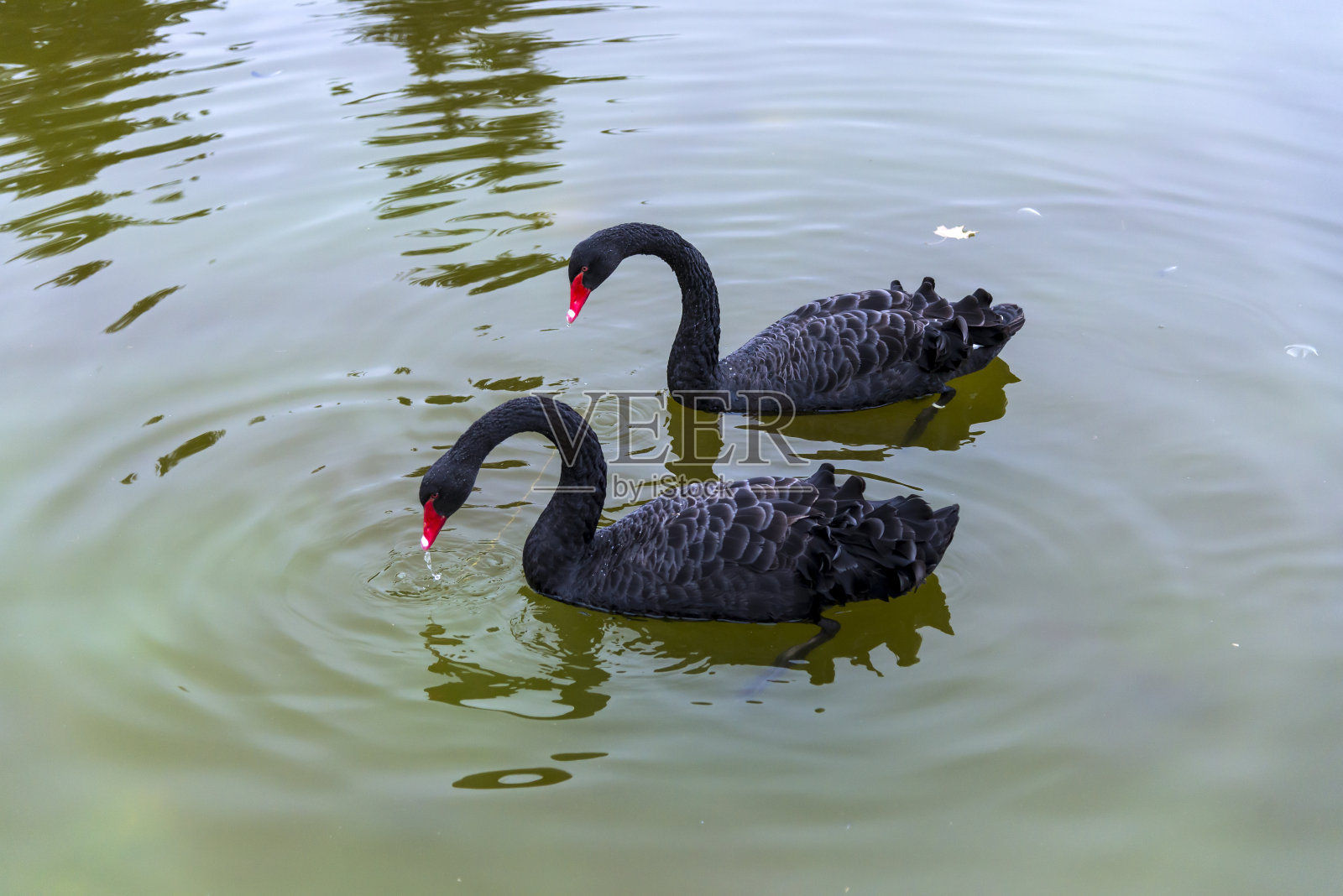 黑天鹅在水里。照片摄影图片