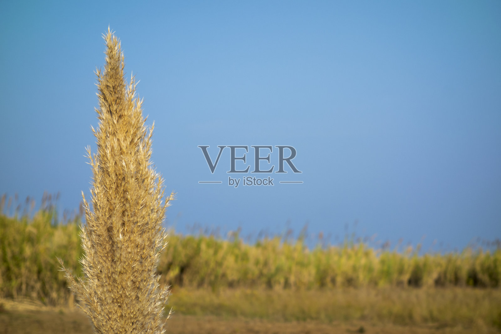 芦苇和天空照片摄影图片