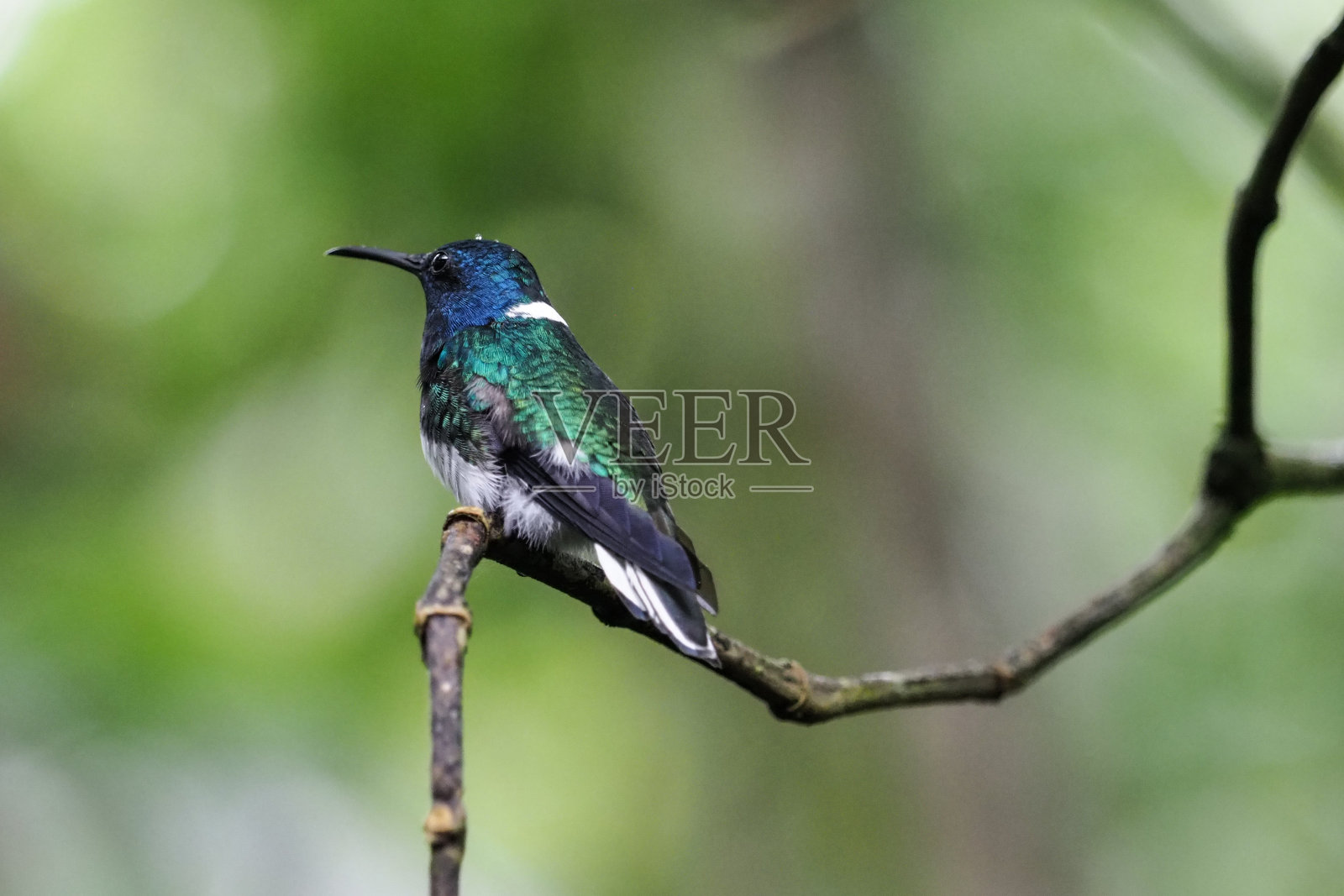 蜂鸟、厄瓜多尔照片摄影图片