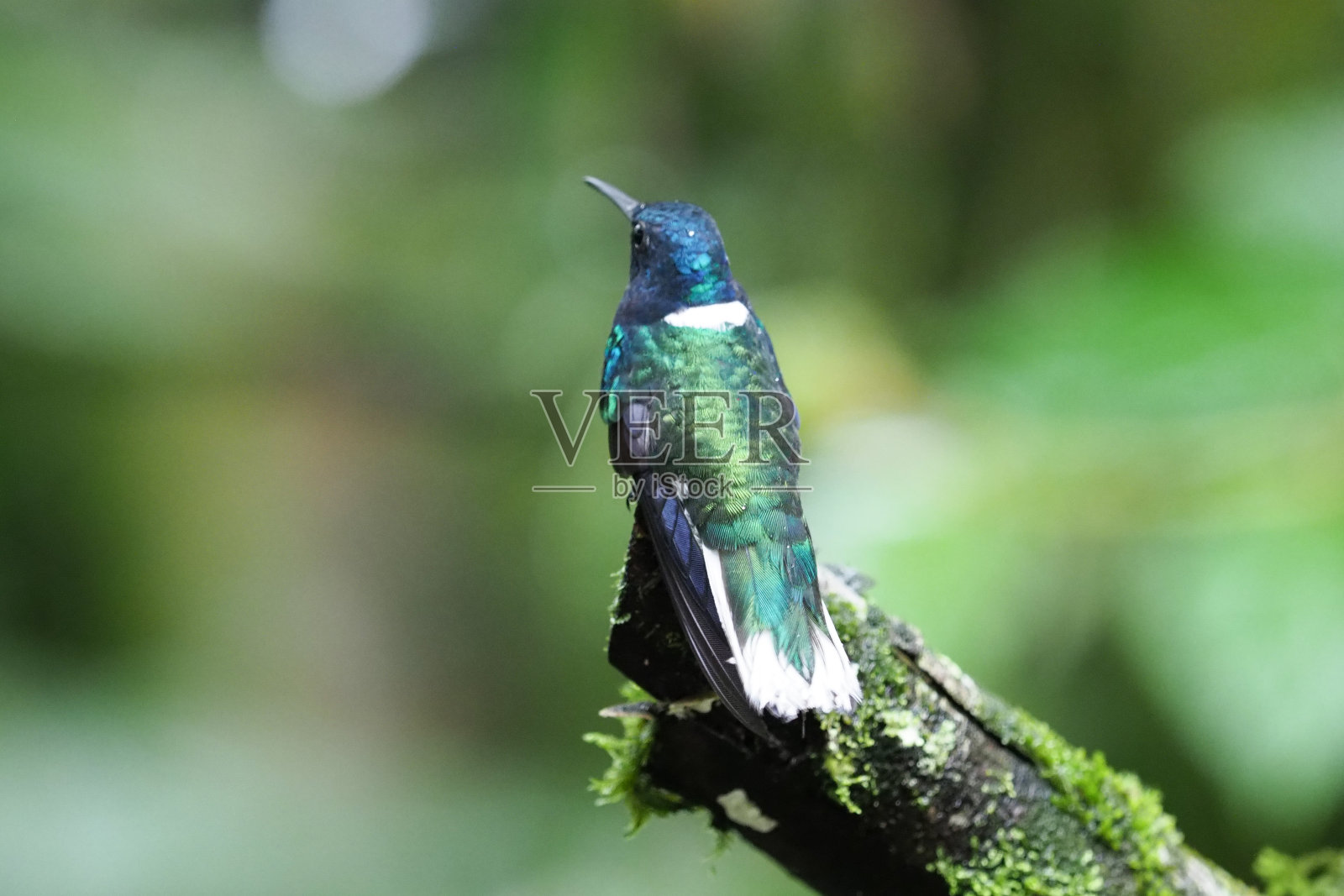 蜂鸟、厄瓜多尔照片摄影图片