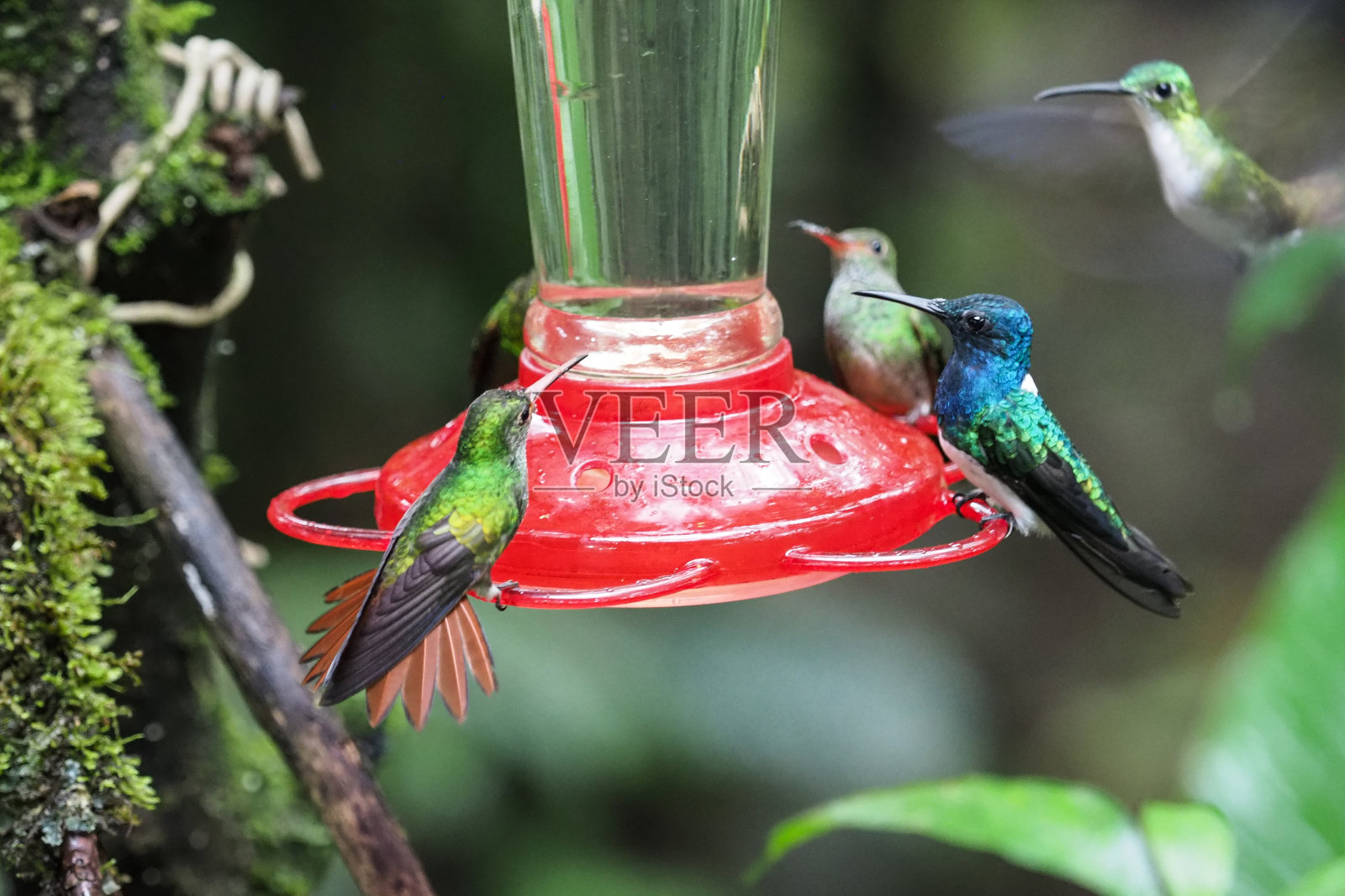 蜂鸟、厄瓜多尔照片摄影图片