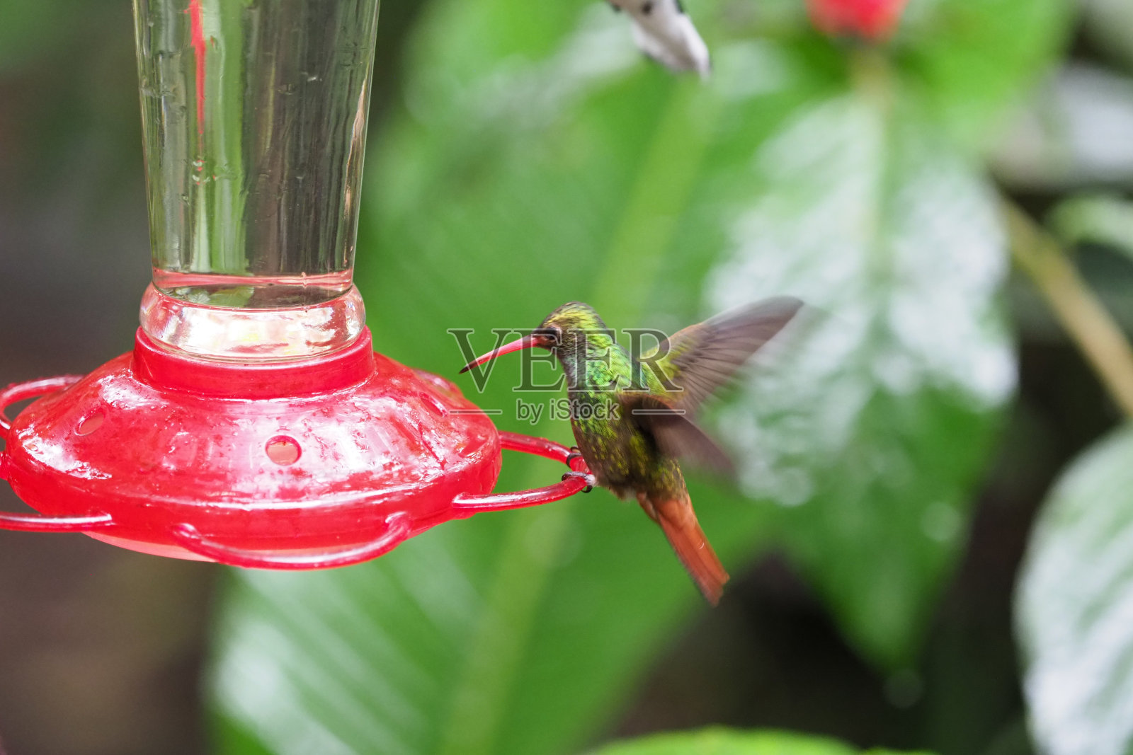蜂鸟、厄瓜多尔照片摄影图片