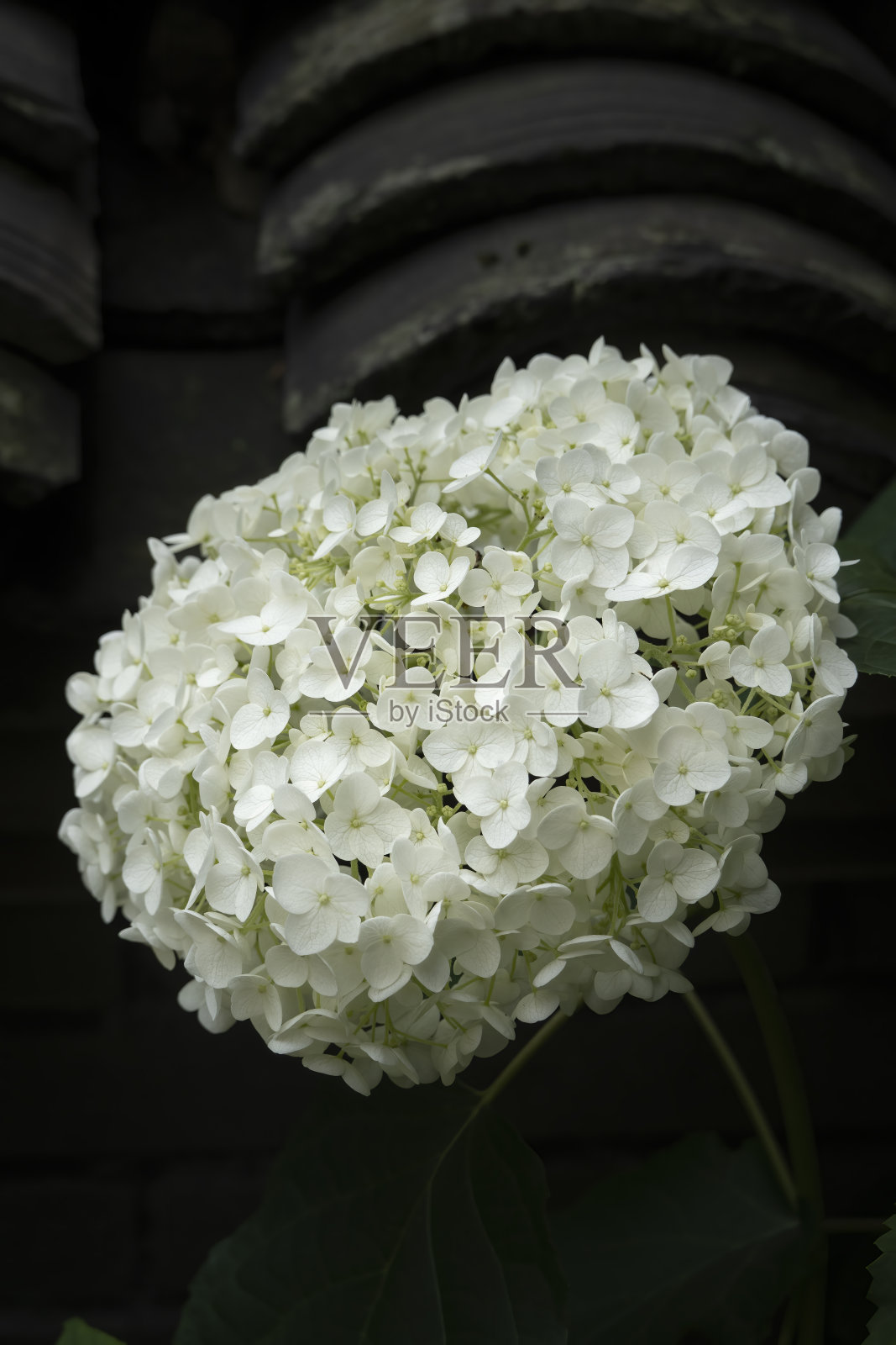 盛开的白色绣球花照片摄影图片