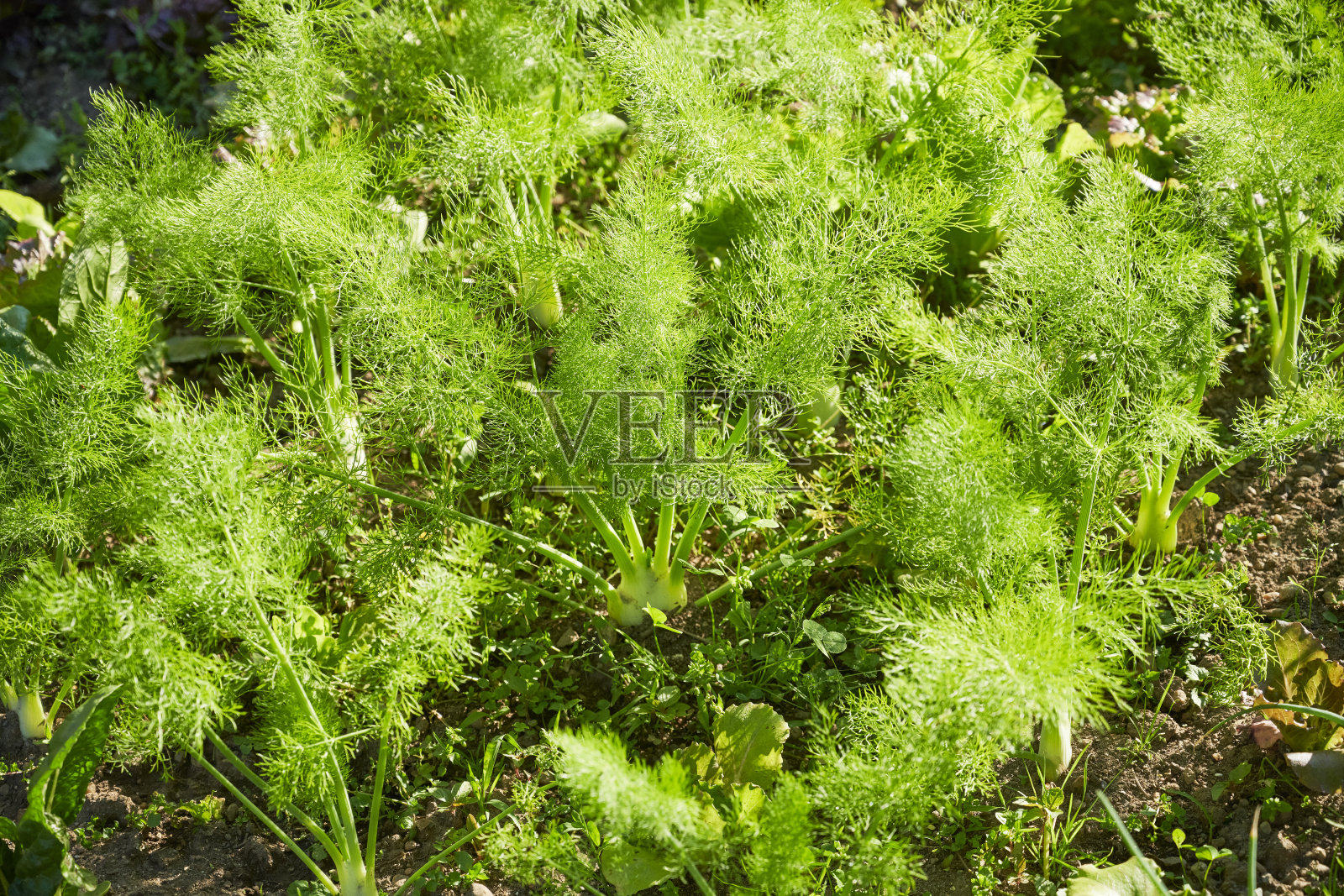 菜园照片摄影图片