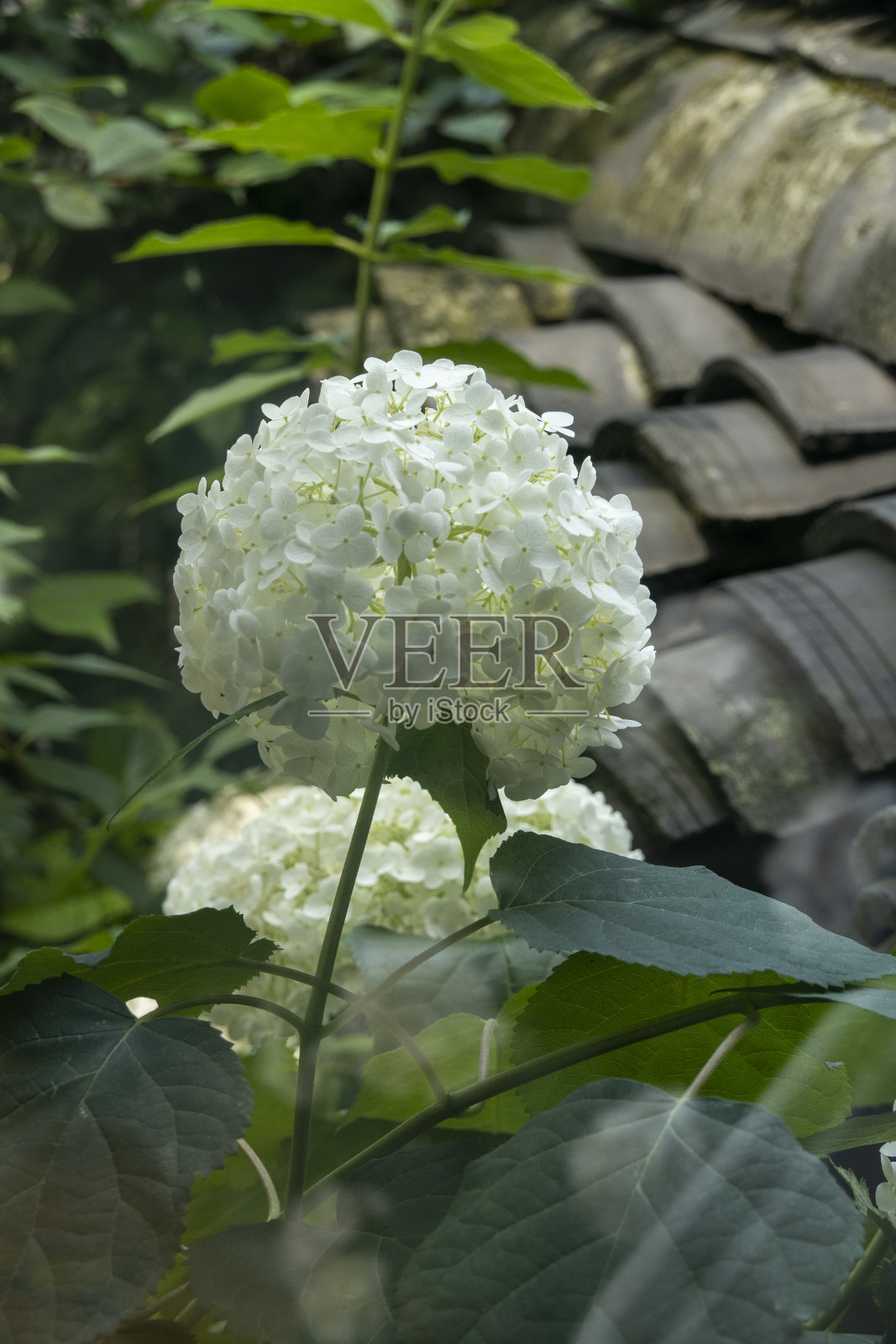 盛开的白色绣球花照片摄影图片