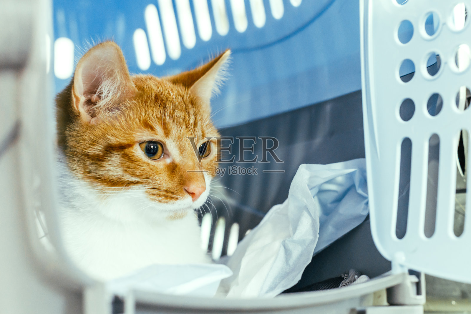 姜猫从猫笼里往外看照片摄影图片