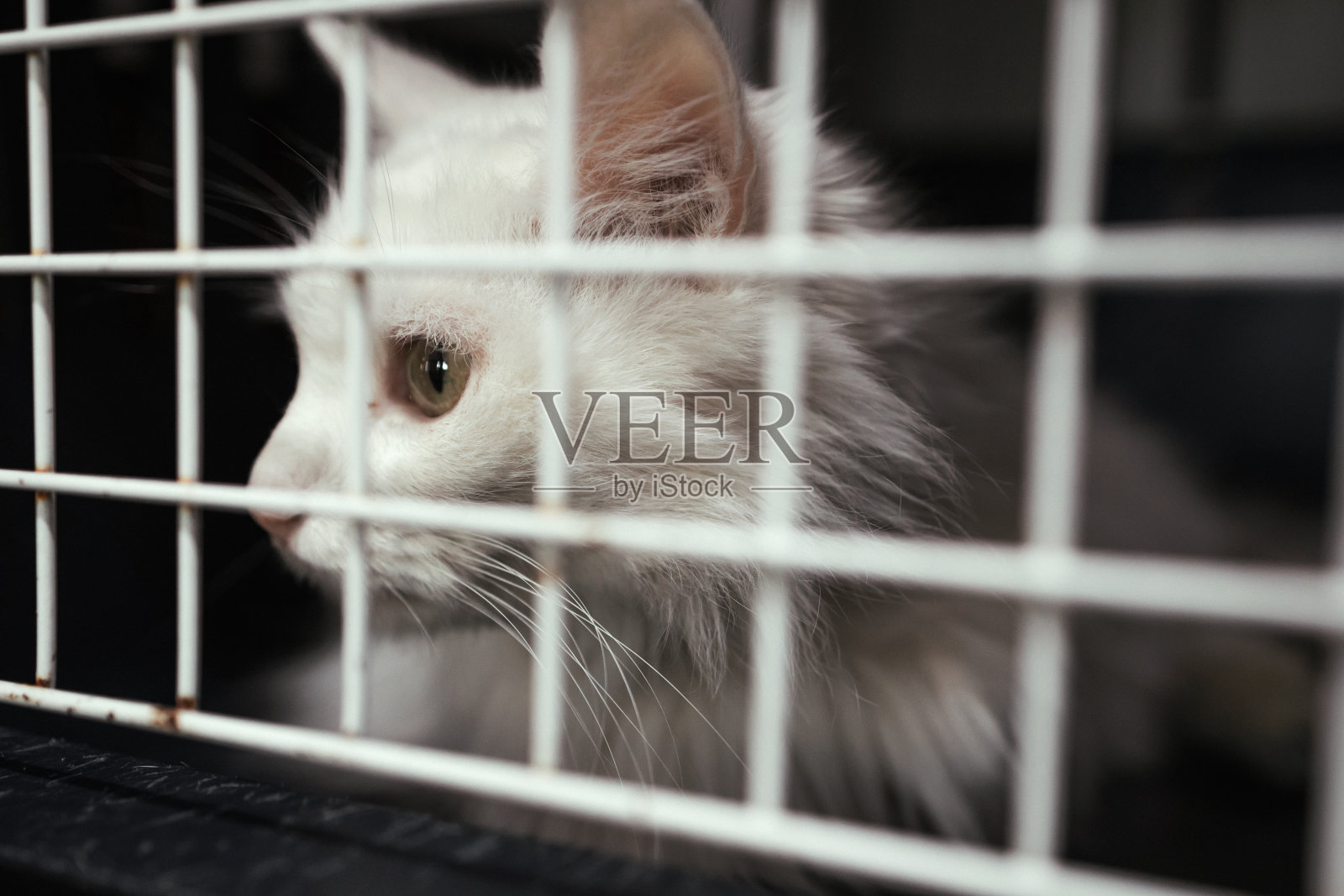 这只猫正在宠物旅馆里等主人照片摄影图片