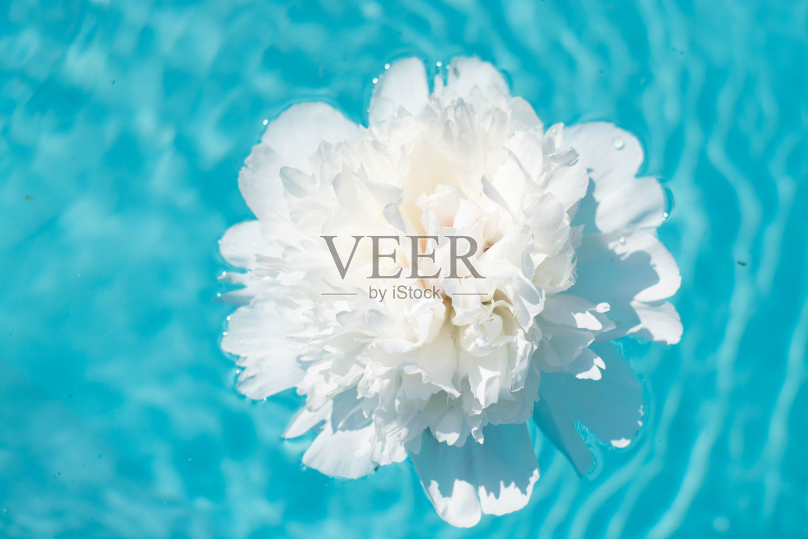 一朵美丽的白色牡丹在水中，在蓝色的背景。照片摄影图片