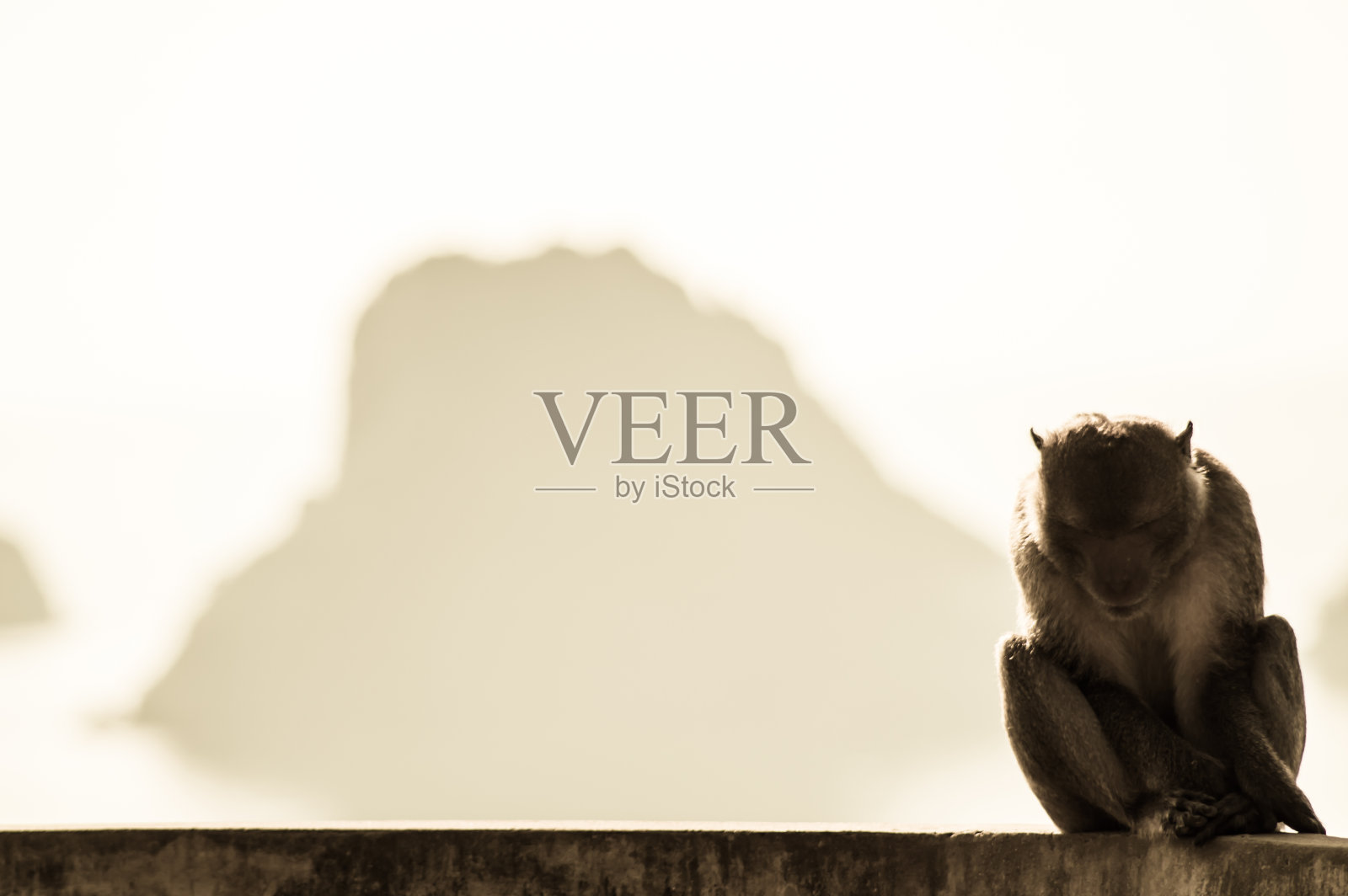 猴子照片摄影图片