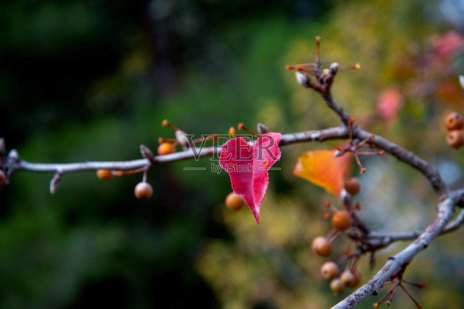 秋天的分支。秋天的红叶照片摄影图片