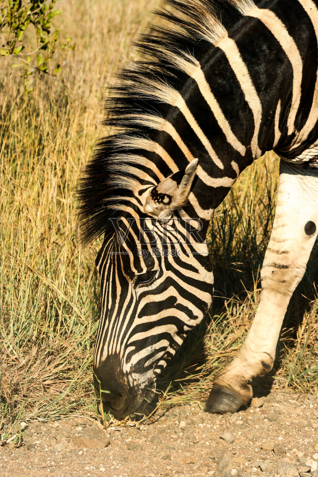 放牧草原斑马的头像照片摄影图片