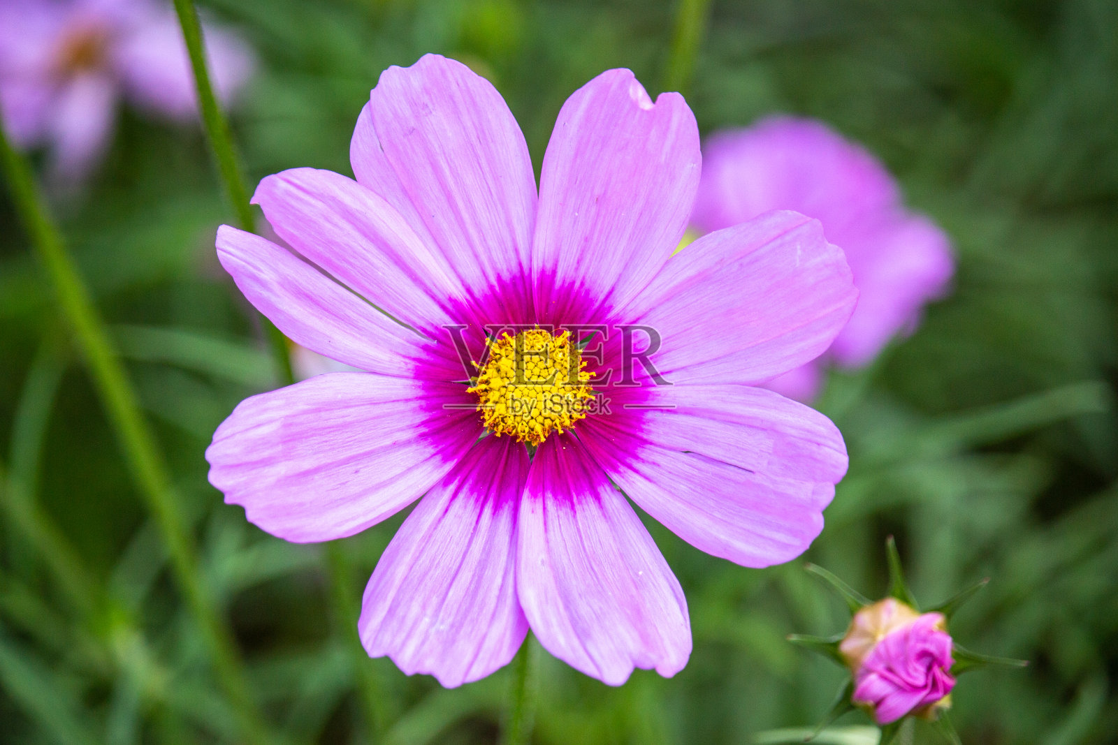 清莱美丽花展的宇宙之美照片摄影图片