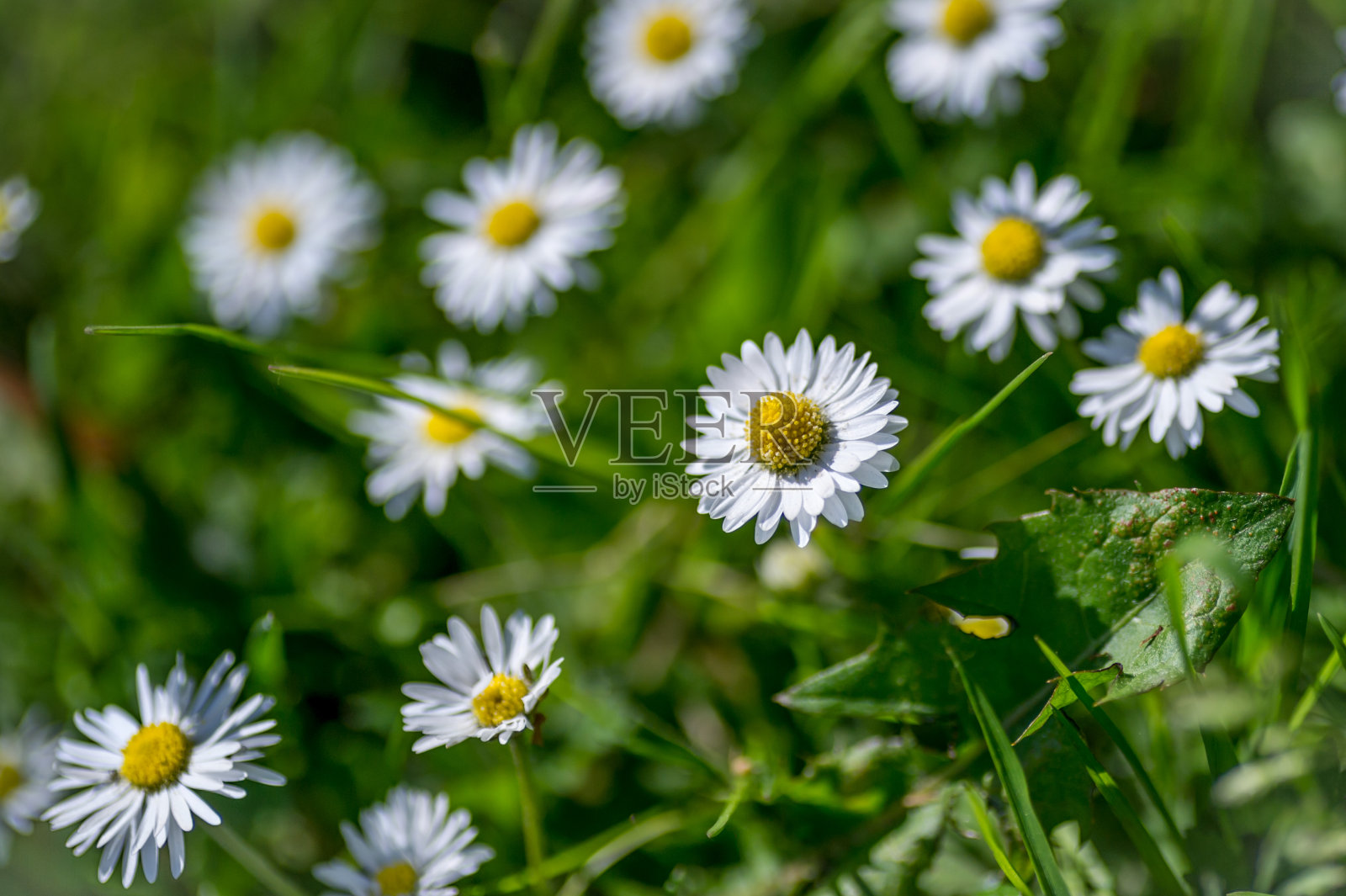 野生英国雏菊照片摄影图片