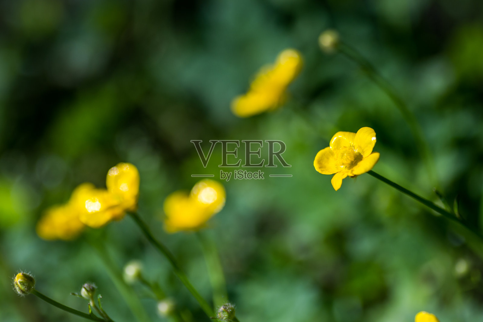 毛茛属，俗称毛茛或匍匐毛茛。照片摄影图片